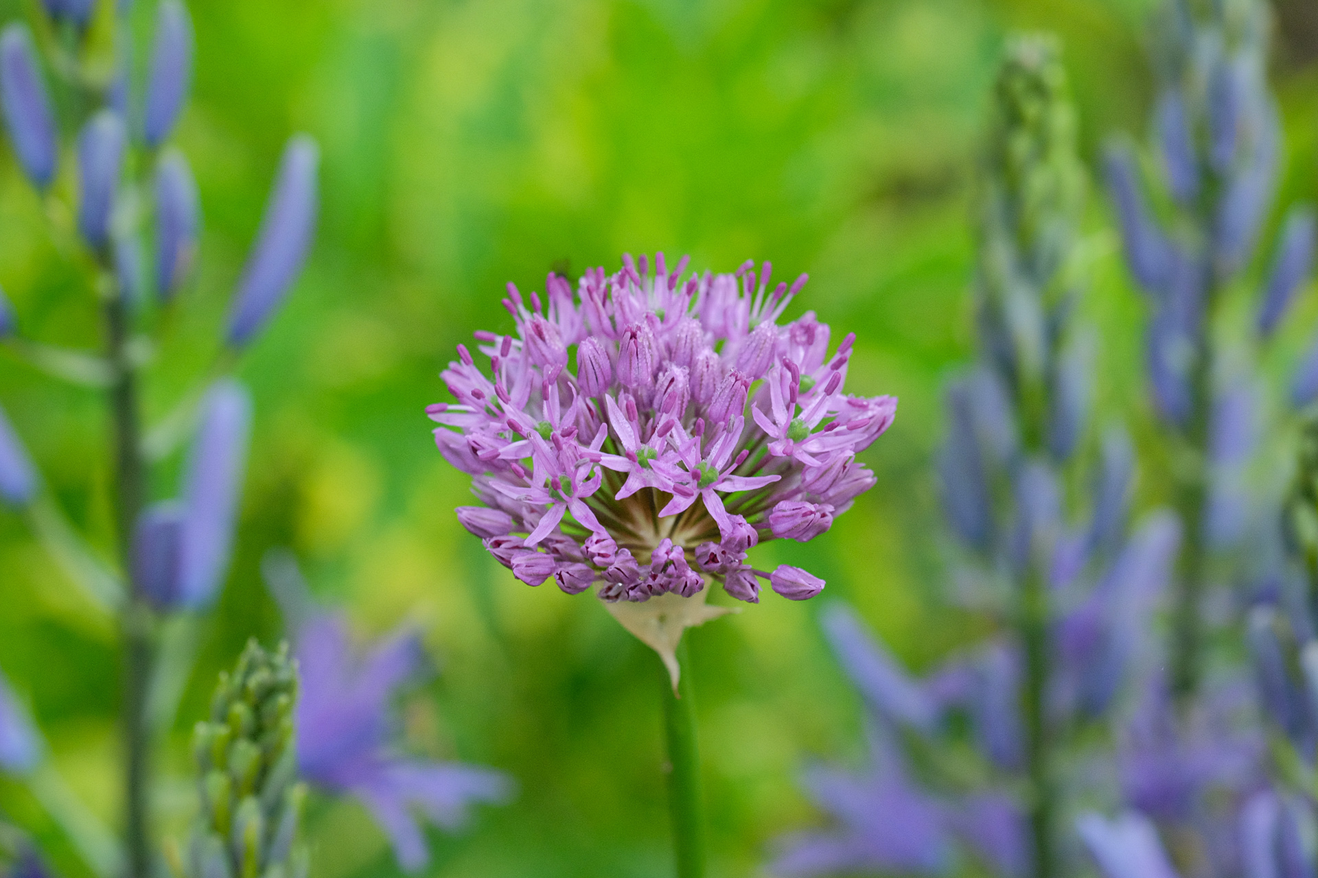 Allium aflatunense Purple Sensation