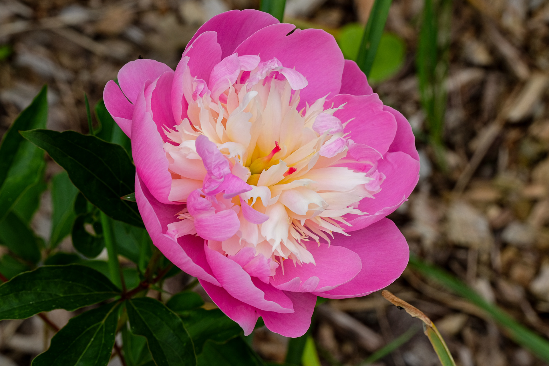 peony 'Bowl of Beauty'