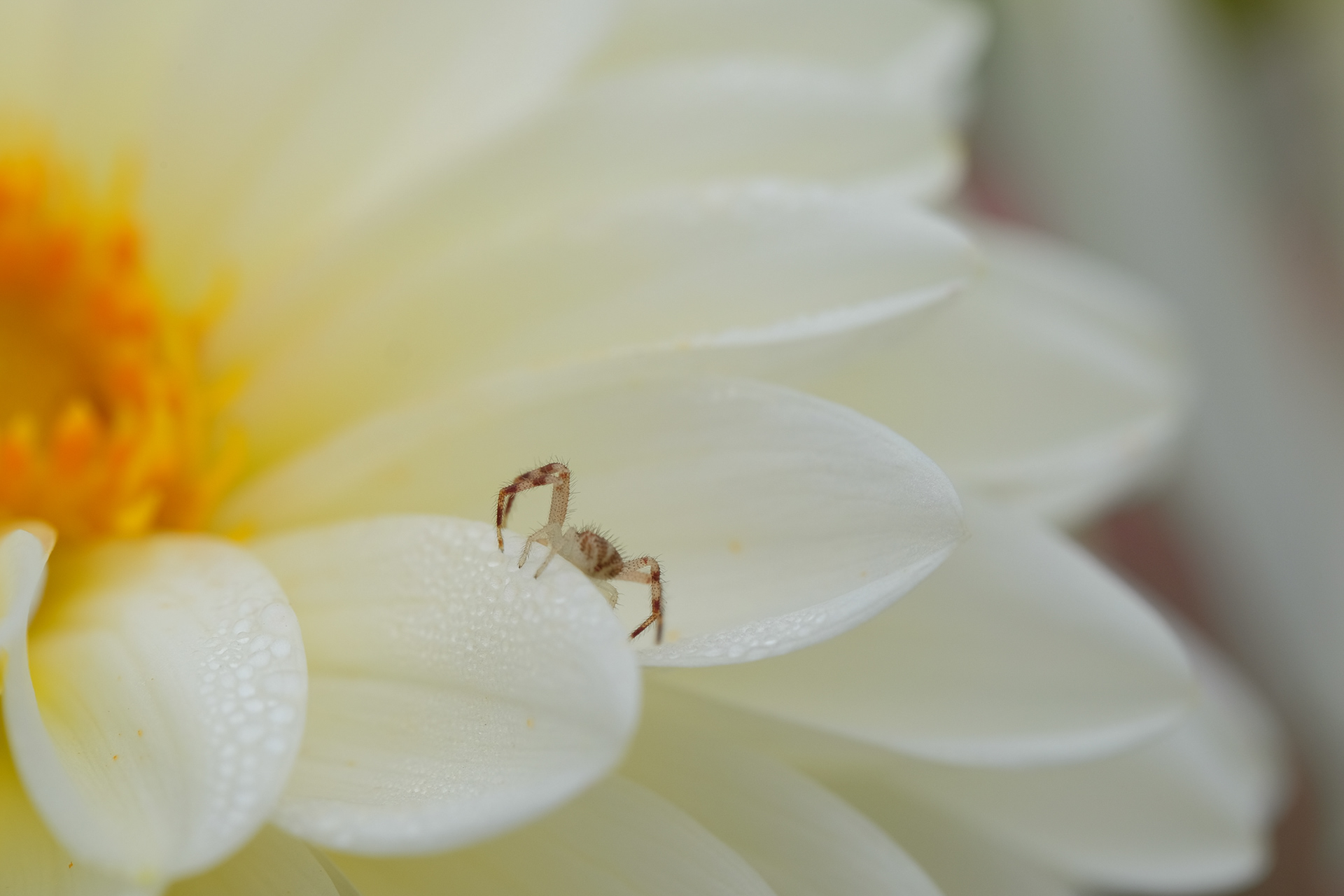 crab spider on dahlia
