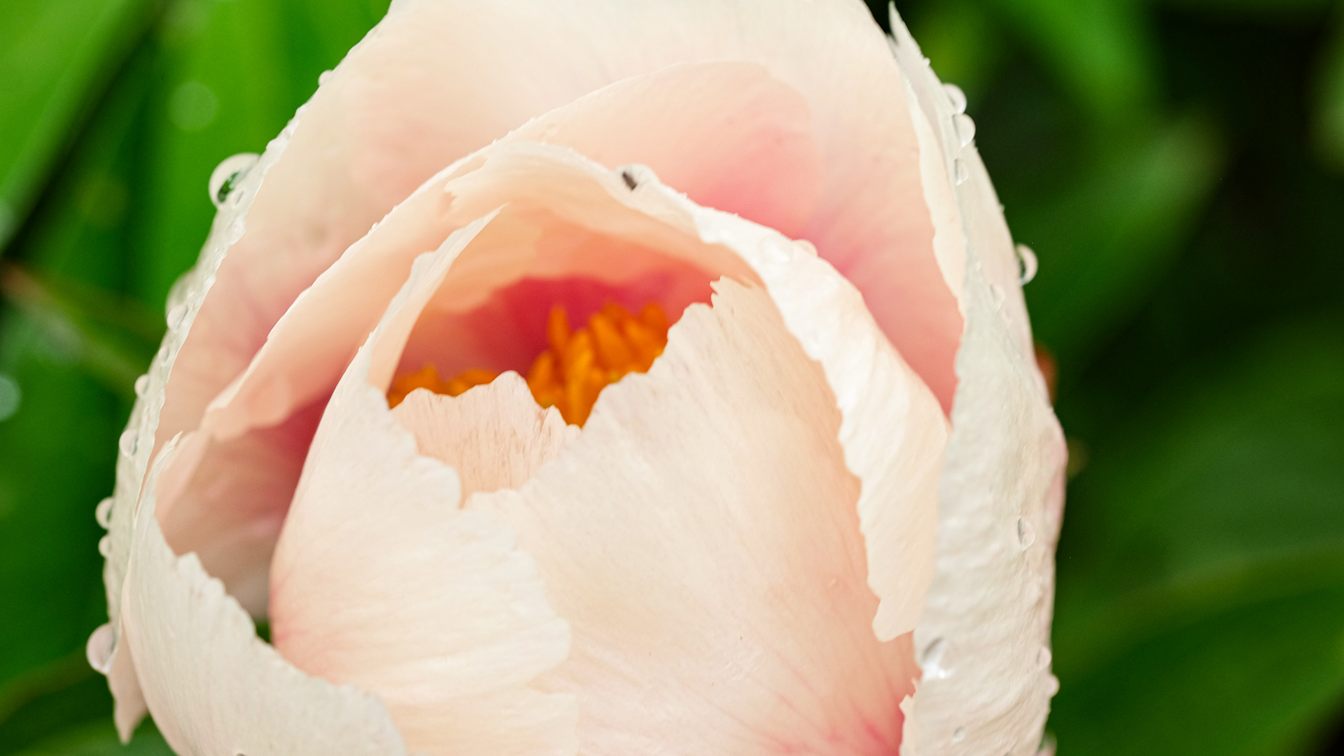 hybrid peony 'Athena'