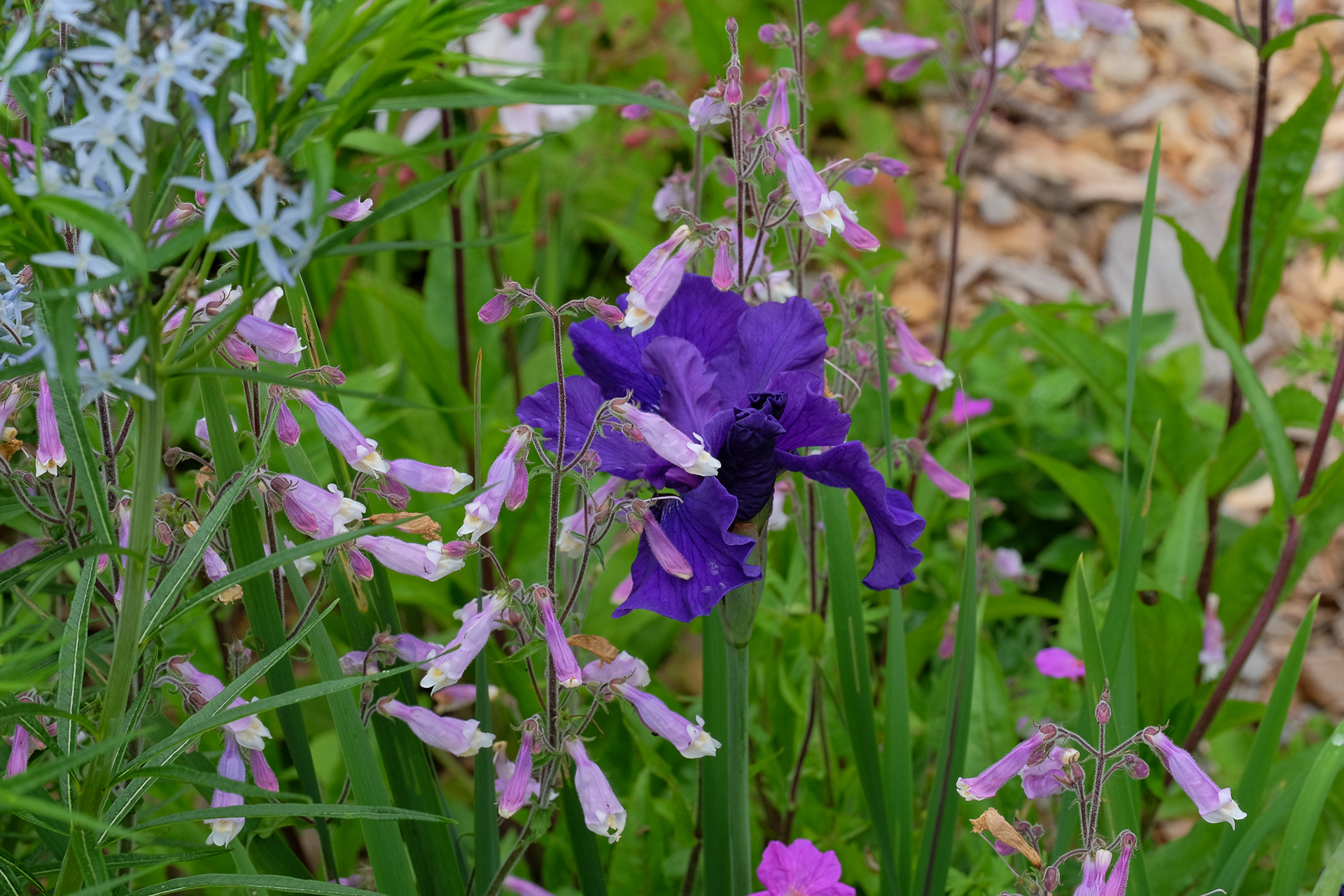 'Blueberry Brandy' (Bob Bauer and John Coble, R. 2010)