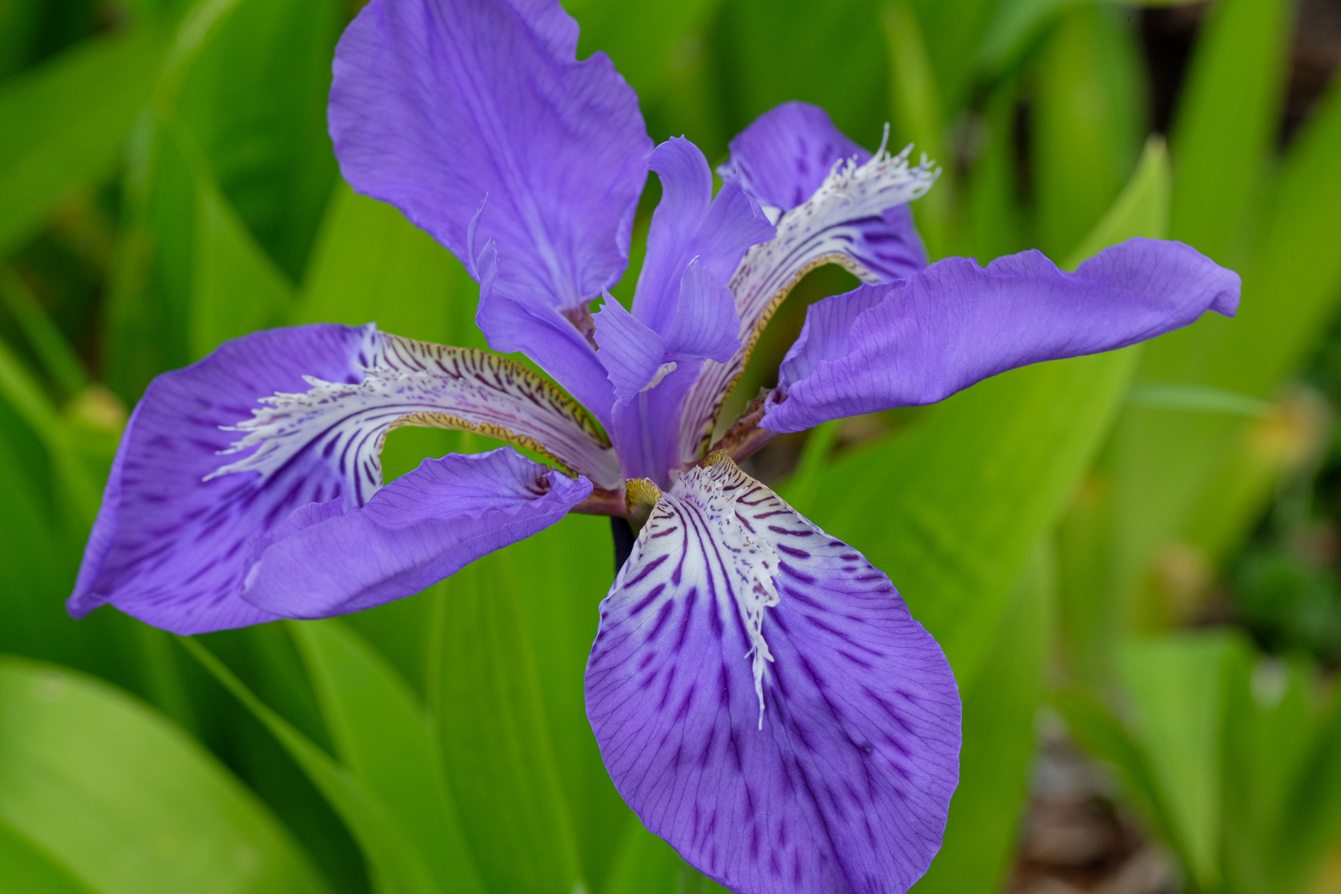 iris tectorum