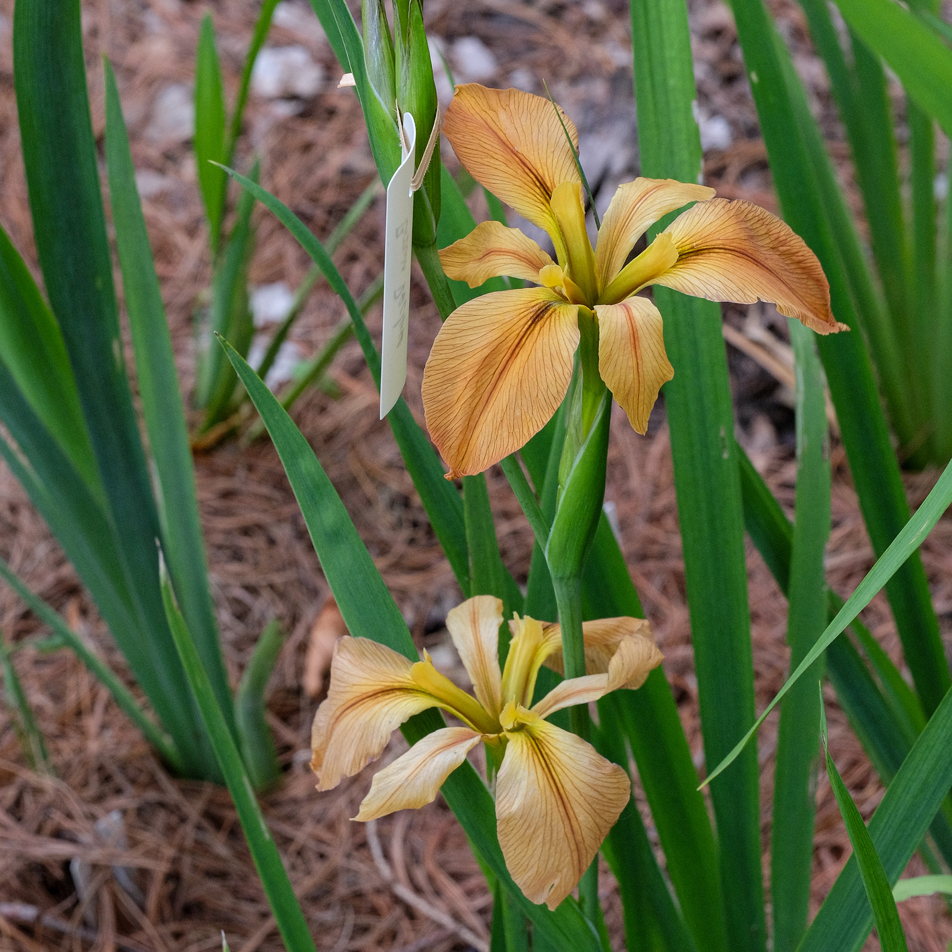 Louisiana iris 'Brown Recluse'