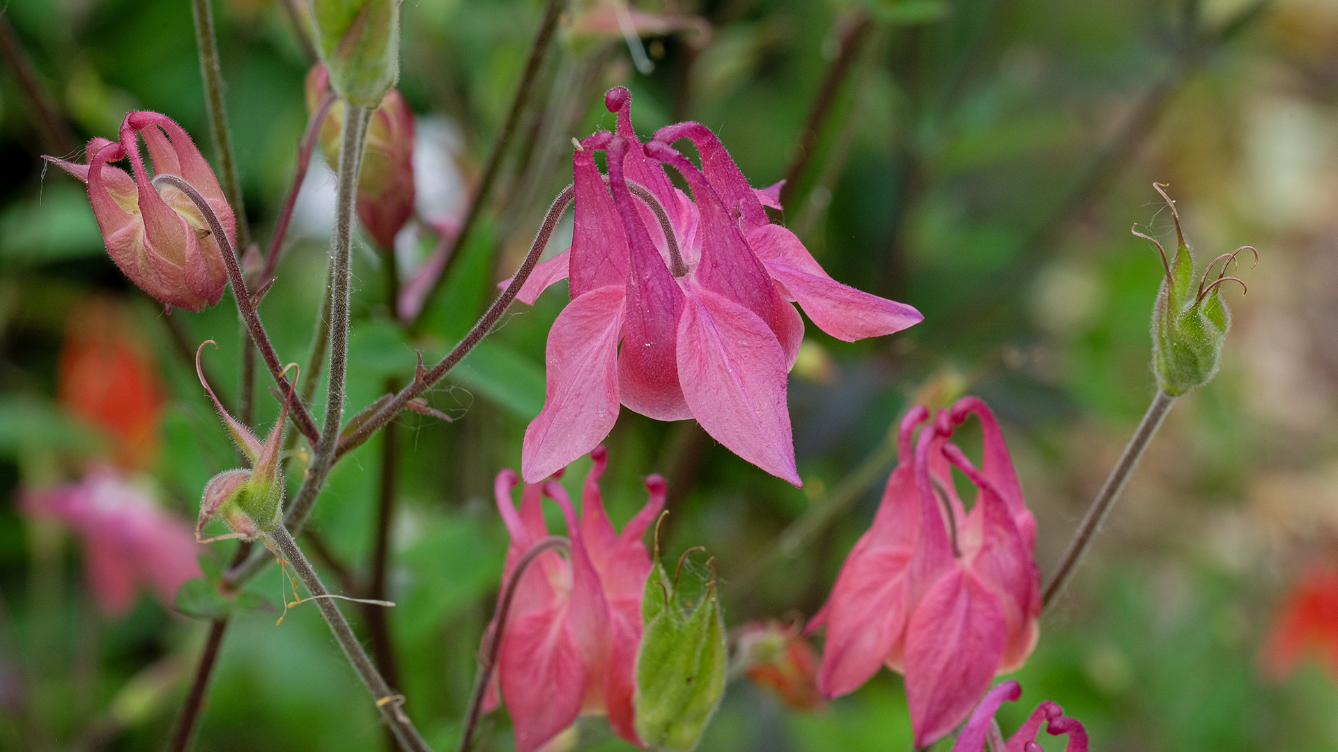 aquilegia