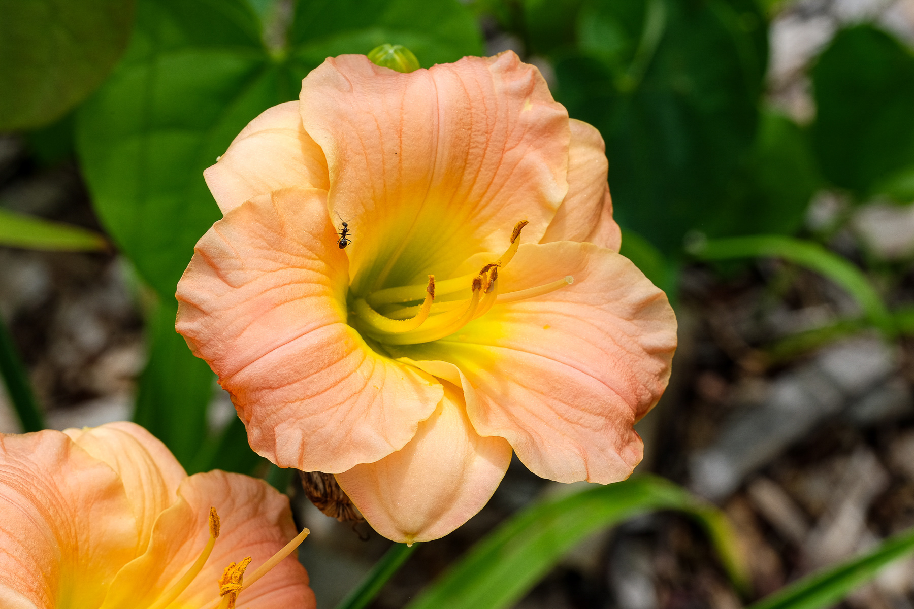 hemerocallis NOID