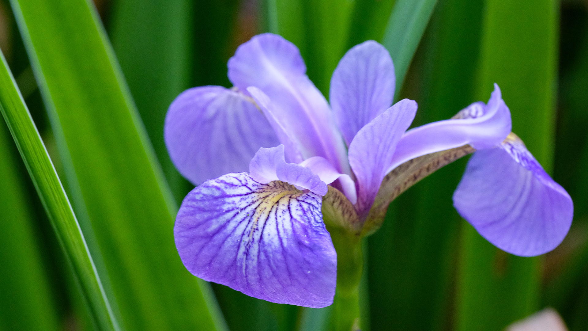 iris versicolor