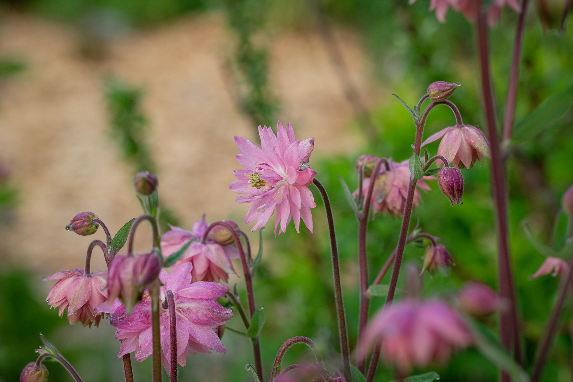 aquilegia barlow hybrid