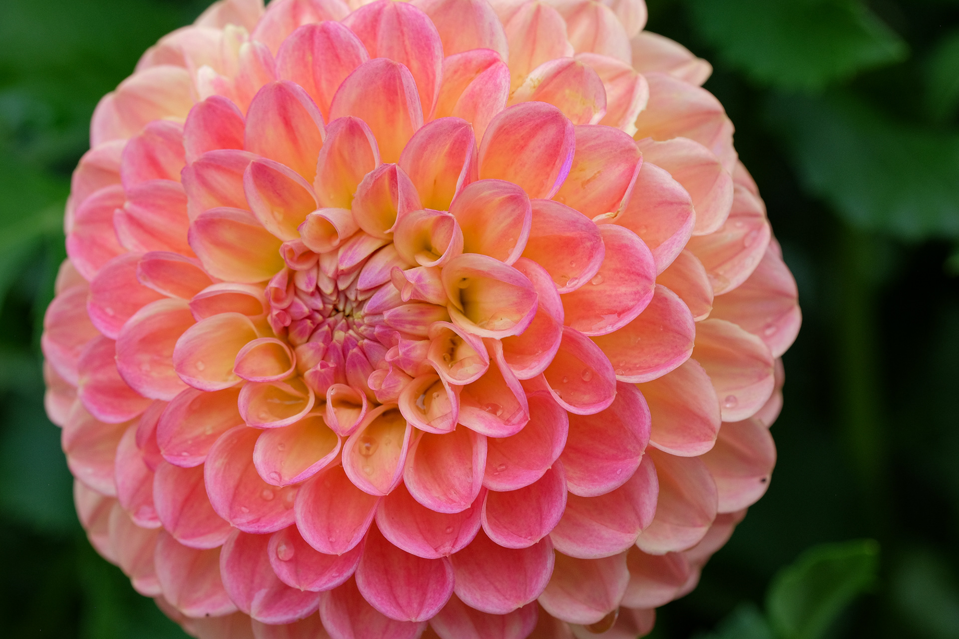 dahlia