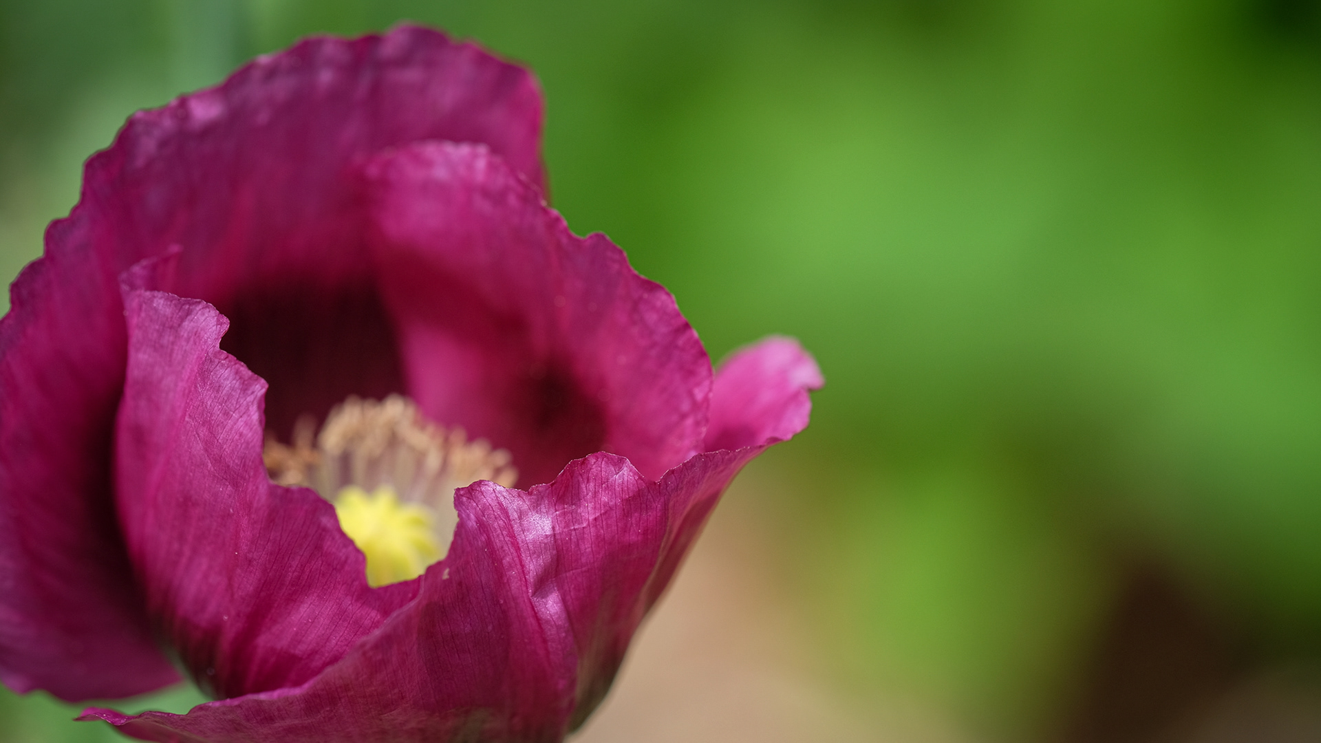 papaver somniferum 'Lauren's Grape'
