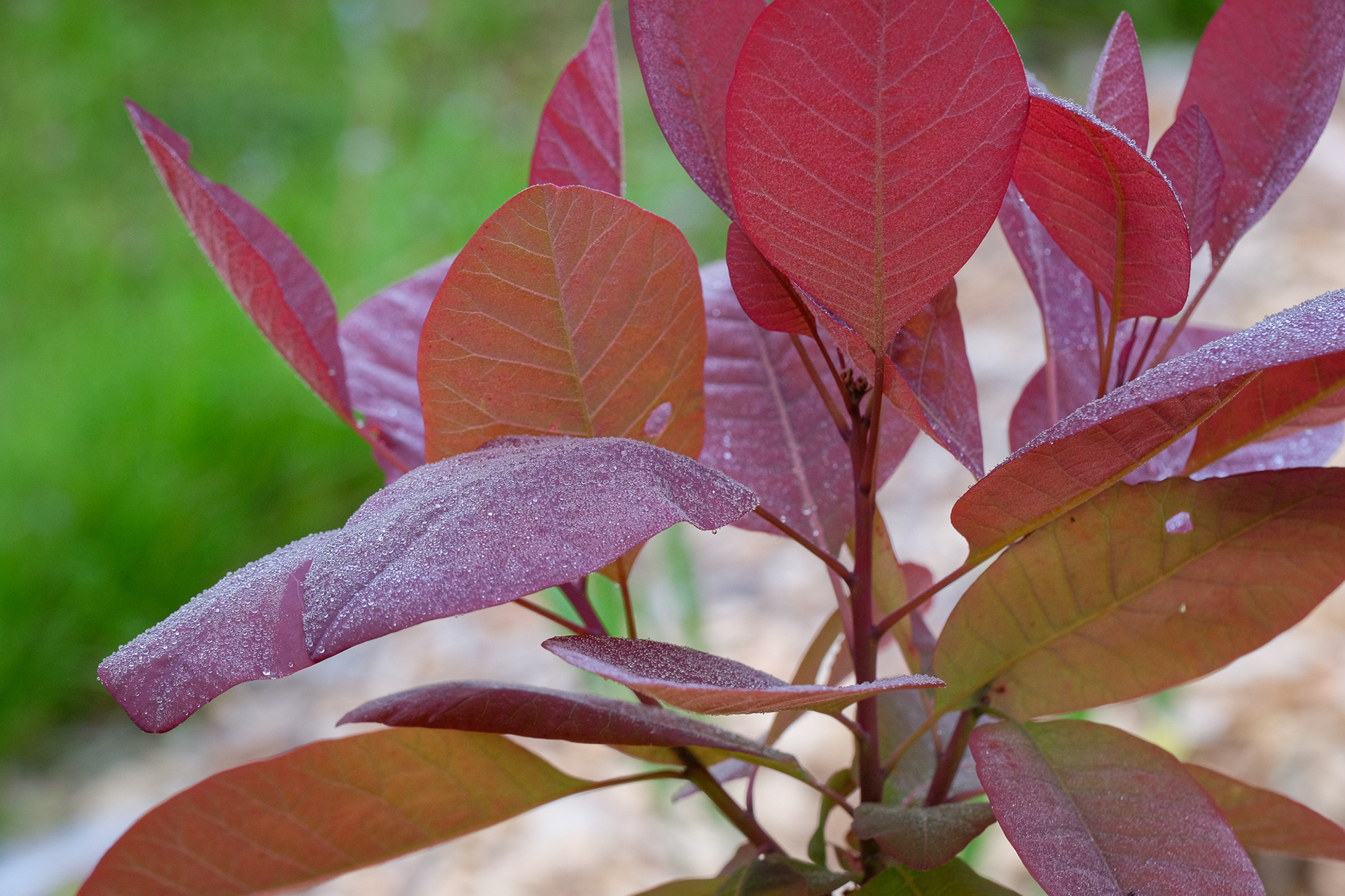 Cotinus x 'Grace'