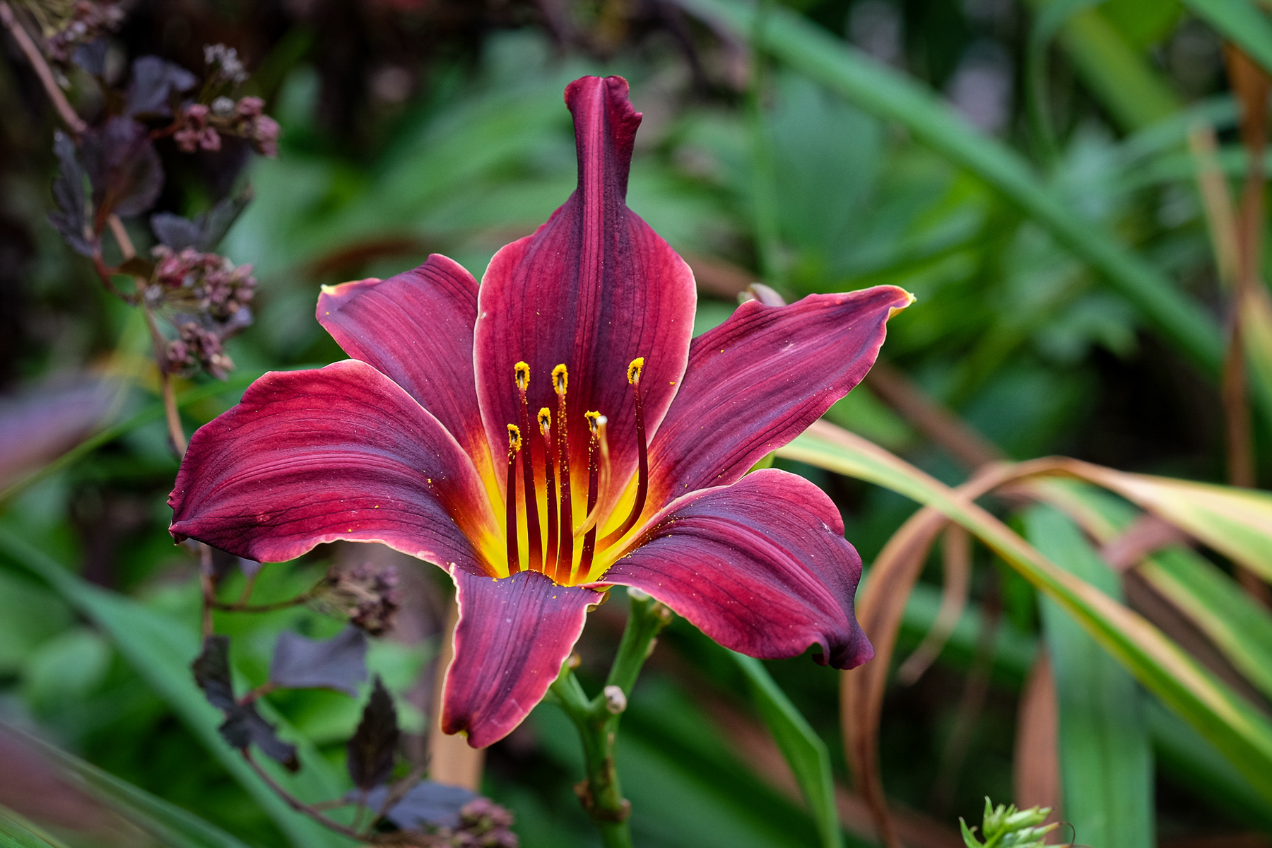 hemerocallis NOID