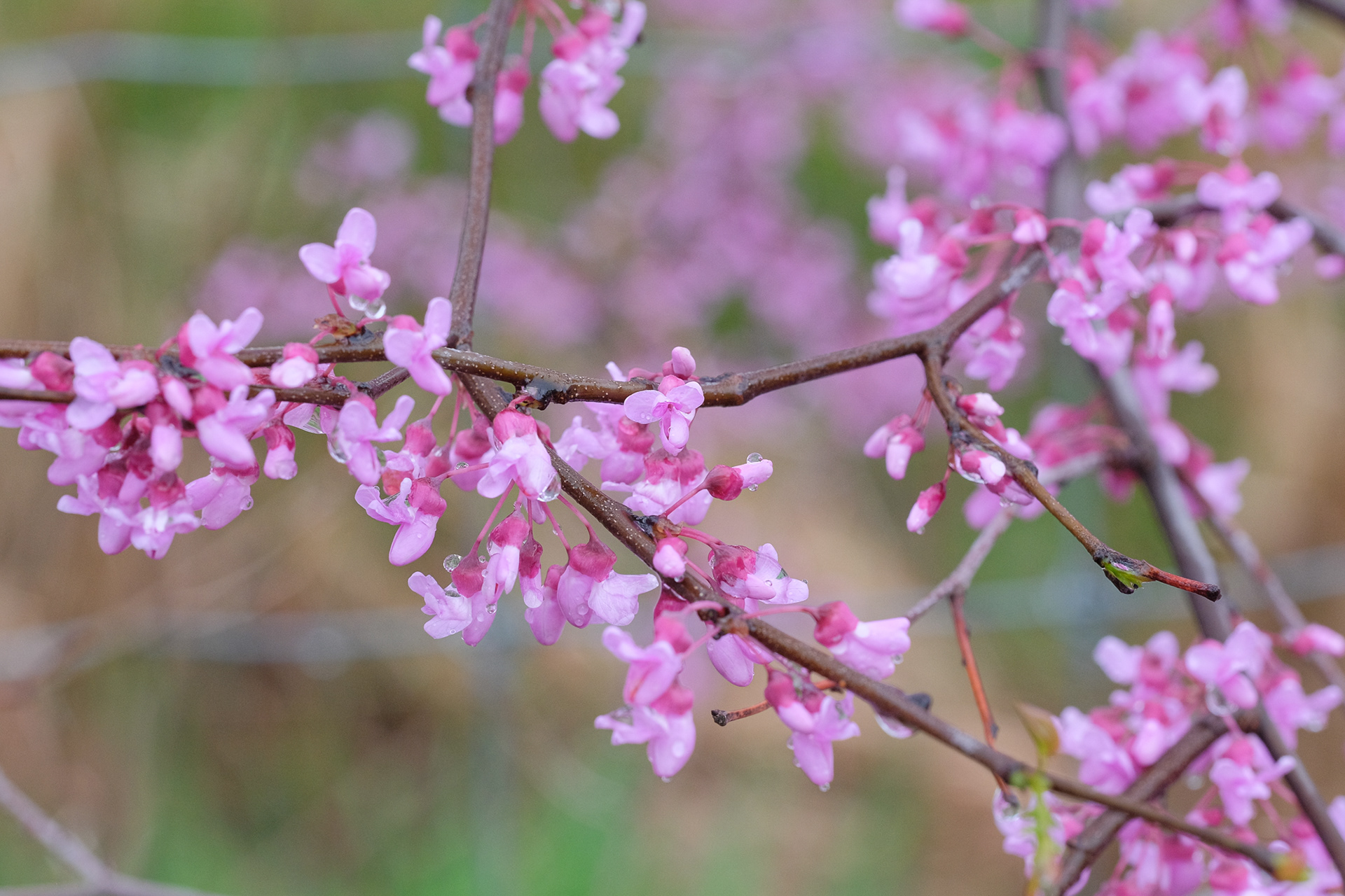 redbud, Cercis canadensis