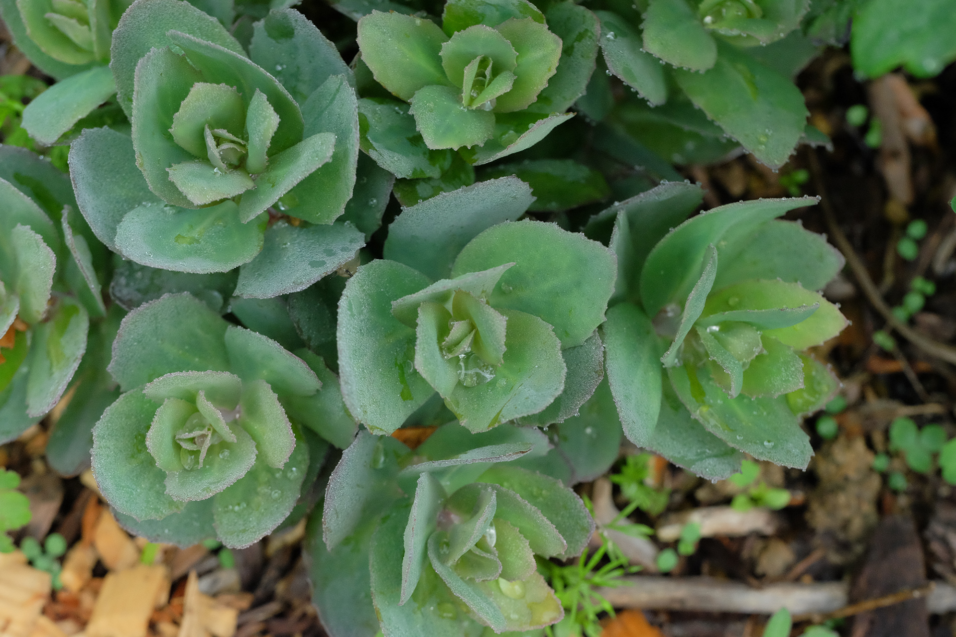 Sedum 'Thunderhead'