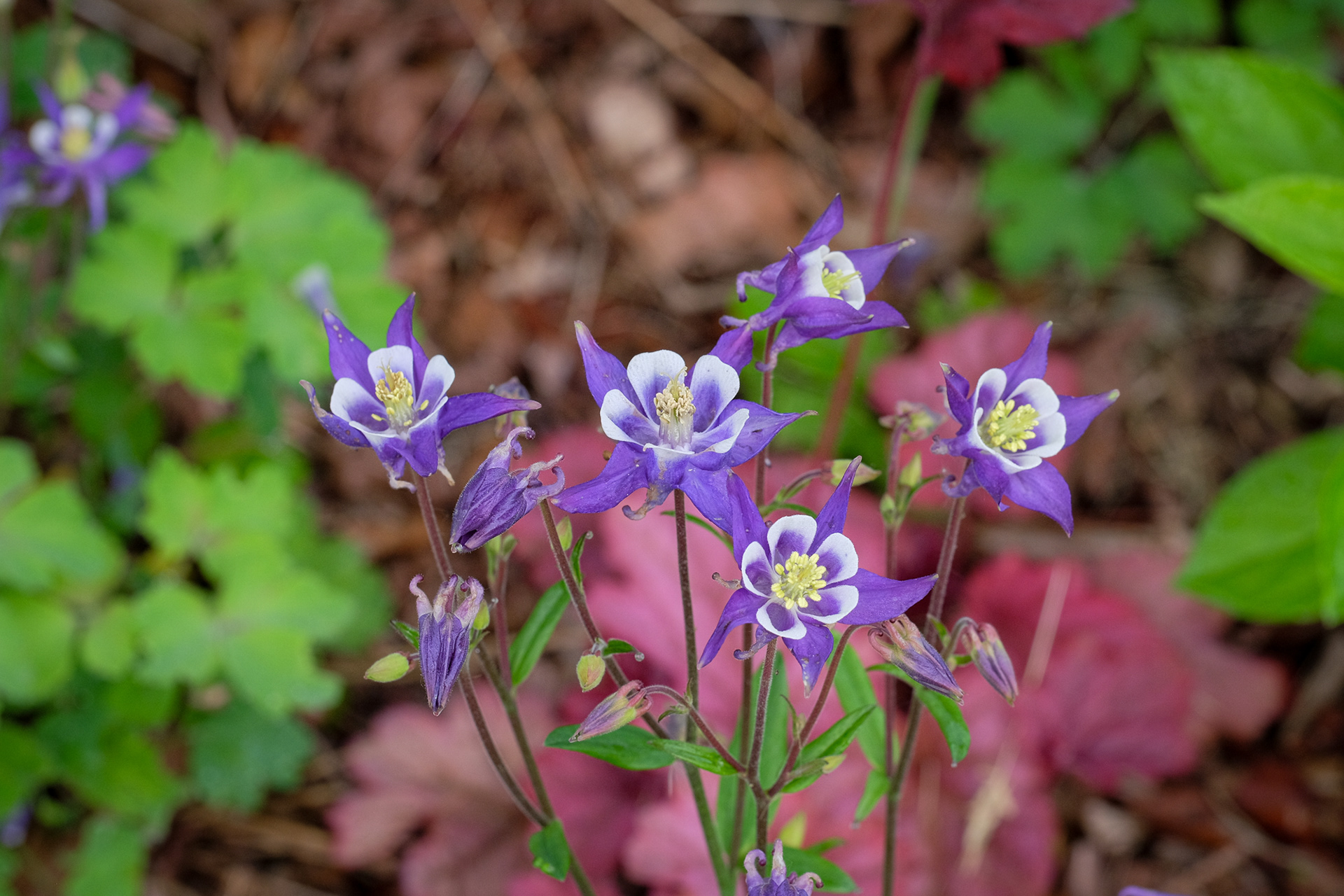aquilegia vulgaris