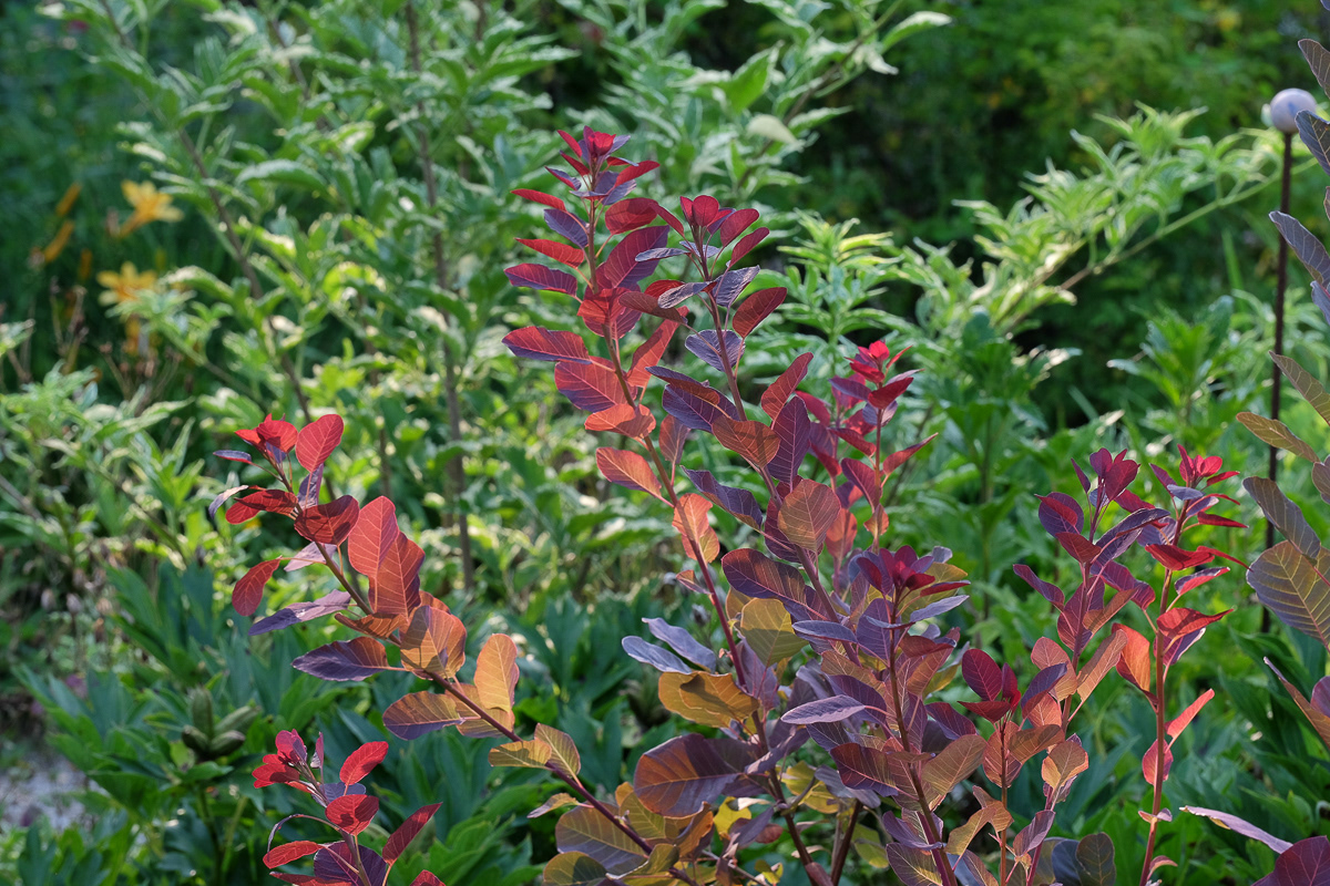 cotinus purple smoke