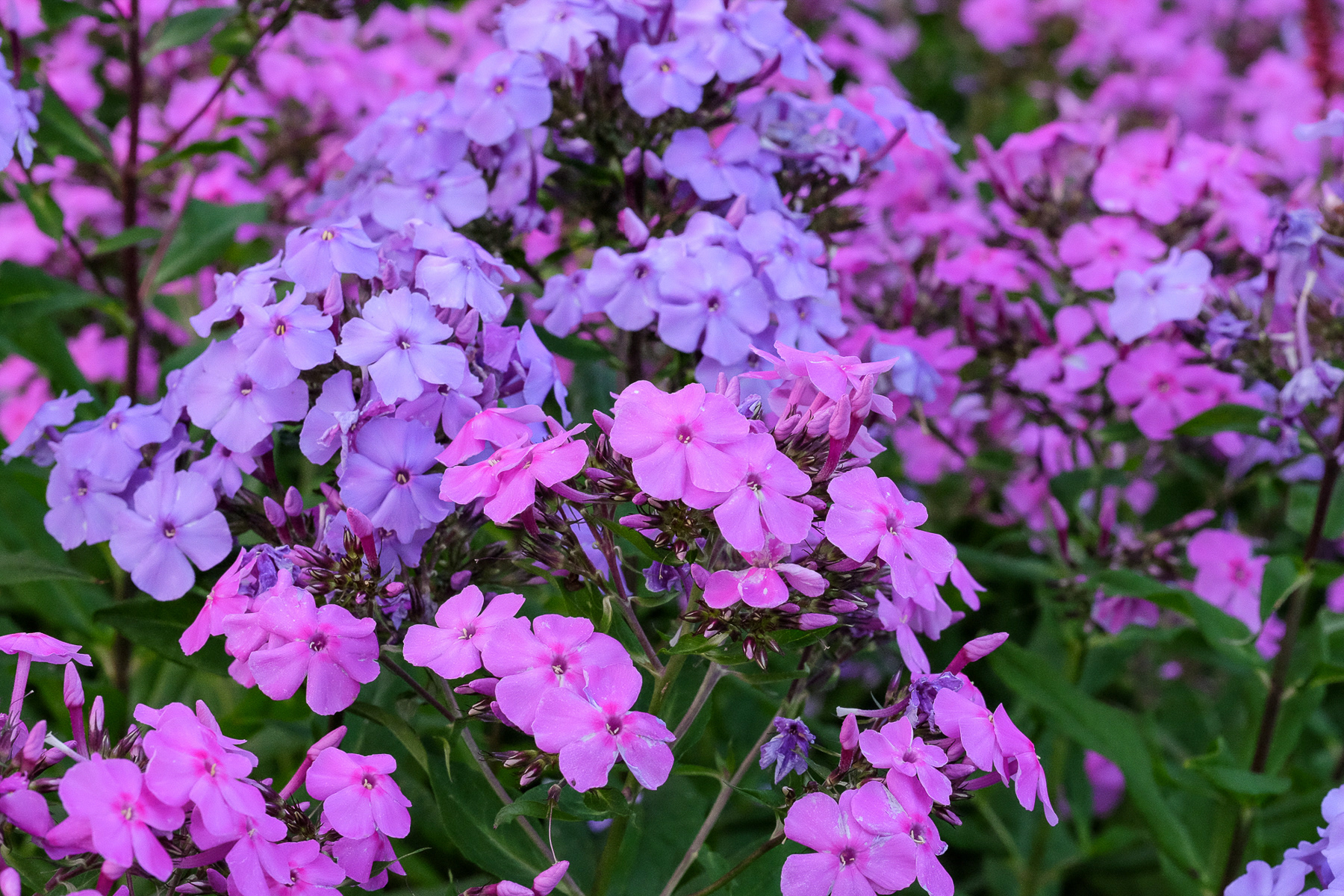 garden phlox