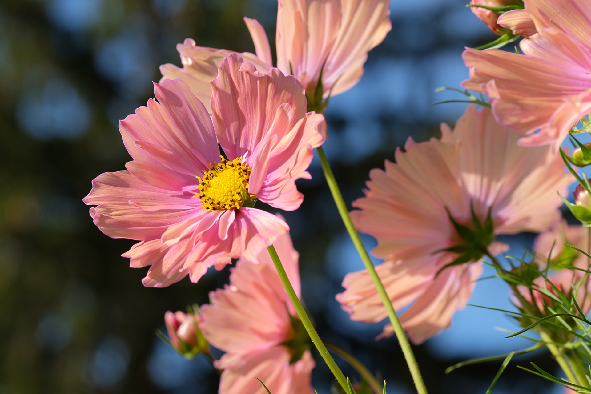 cosmos 'Apricotta'