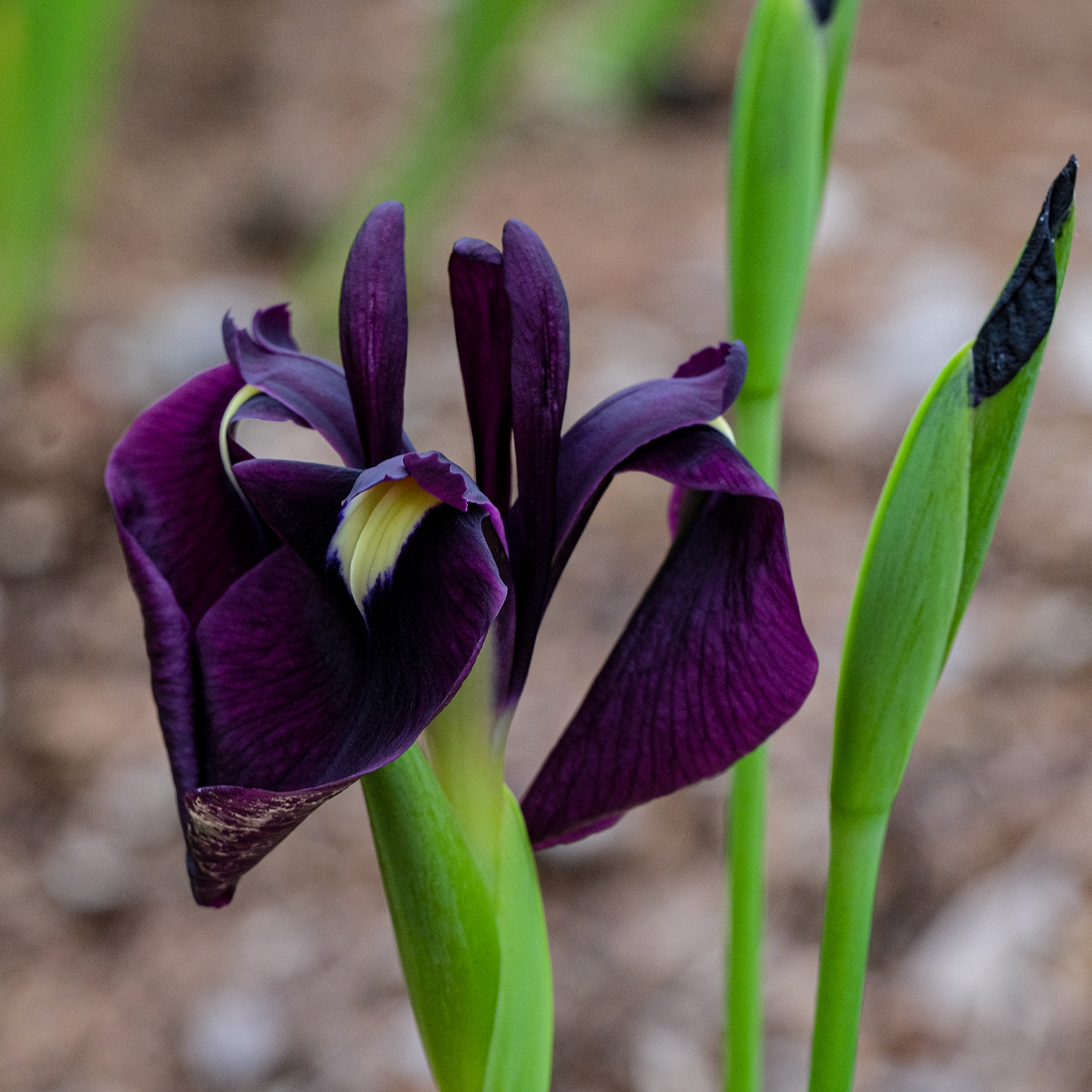 iris ensata from SIGNA seed