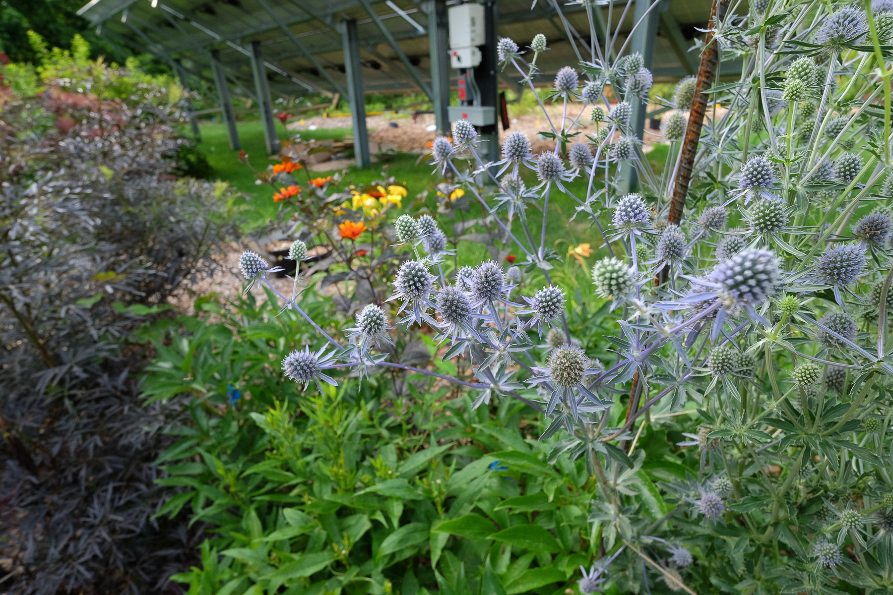 eryngium planum