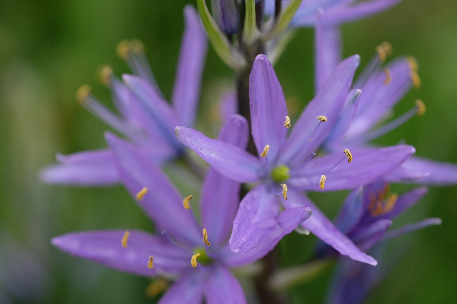 Camassia