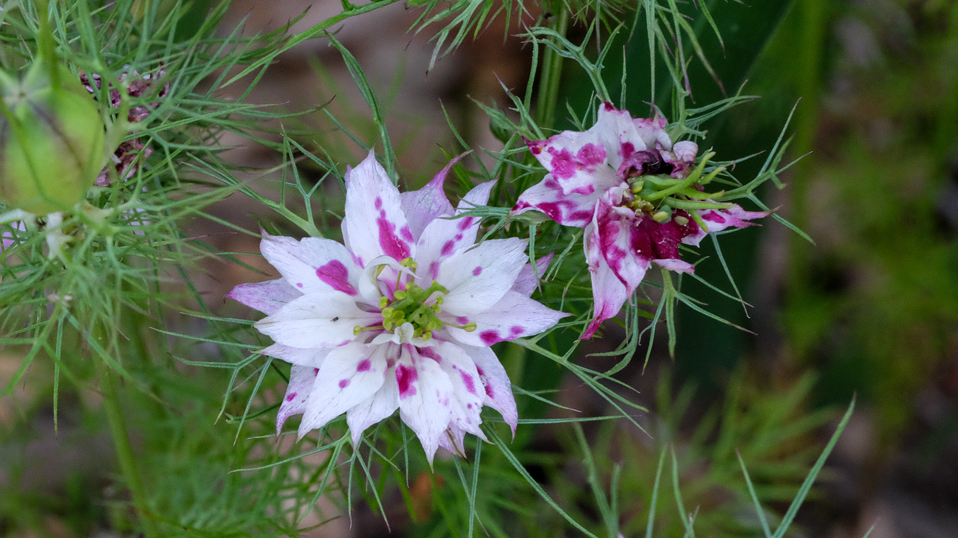nigella