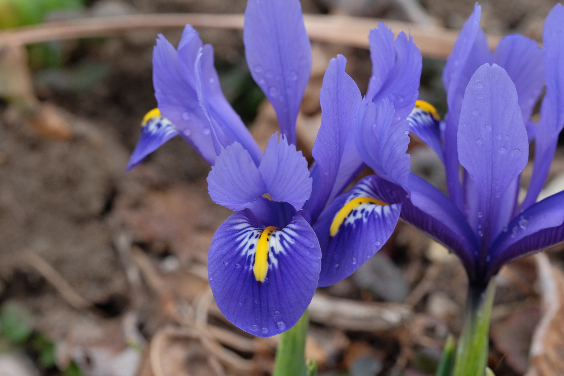 iris reticulata