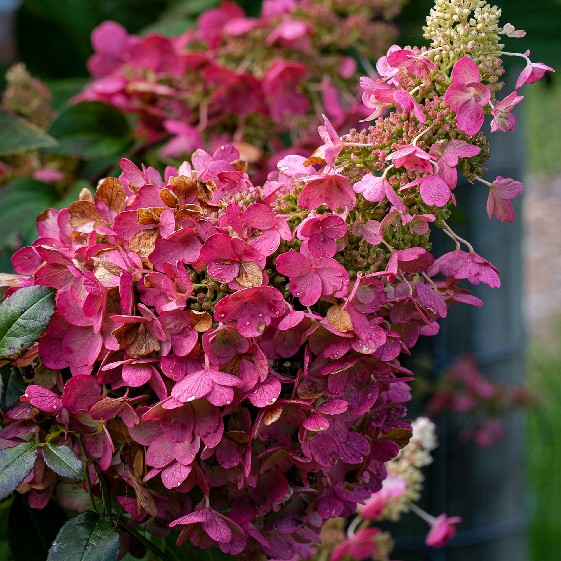 hydrangea paniculata (probably 'Candelabra')