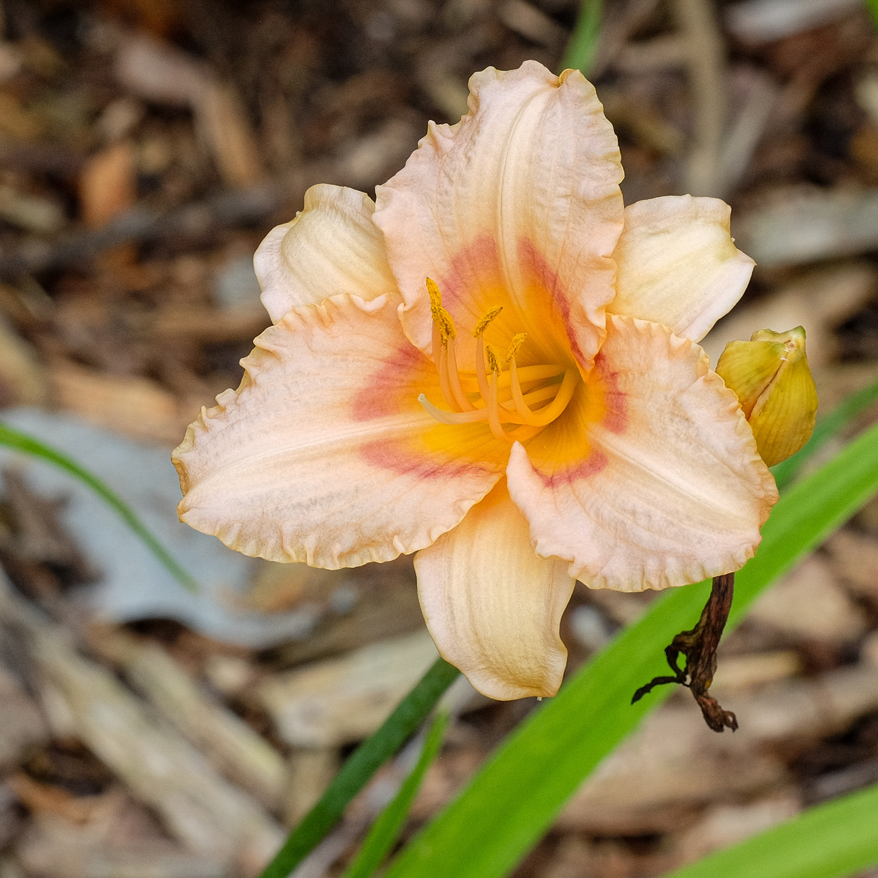 hemerocallis NOID
