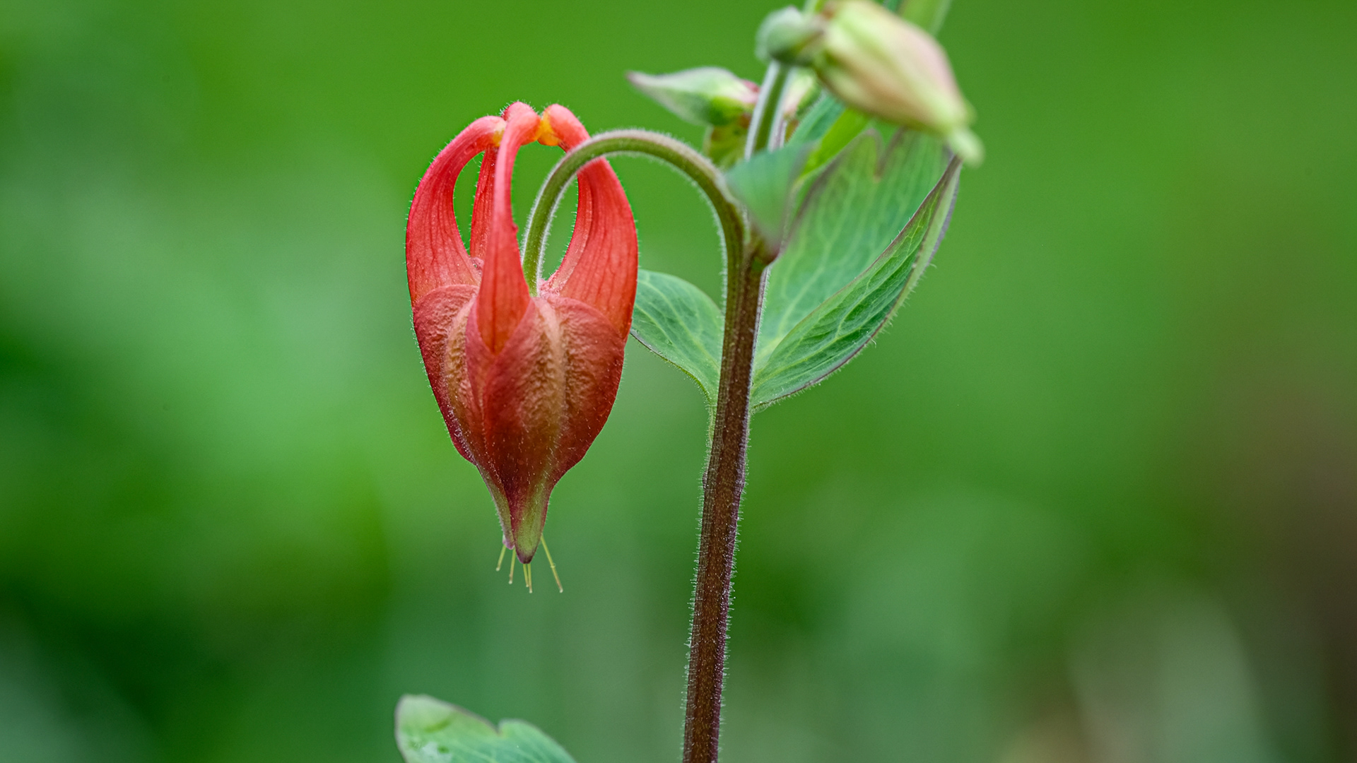 aquilegia, columbine