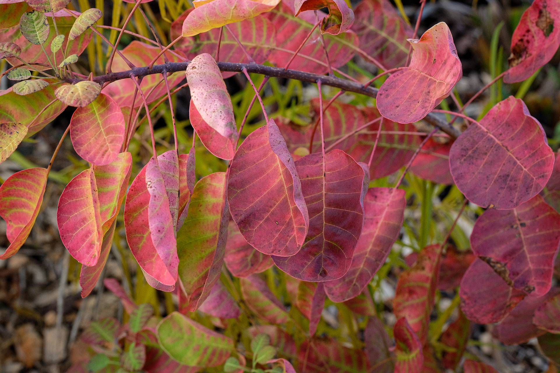 'Winecraft Gold' smokebush