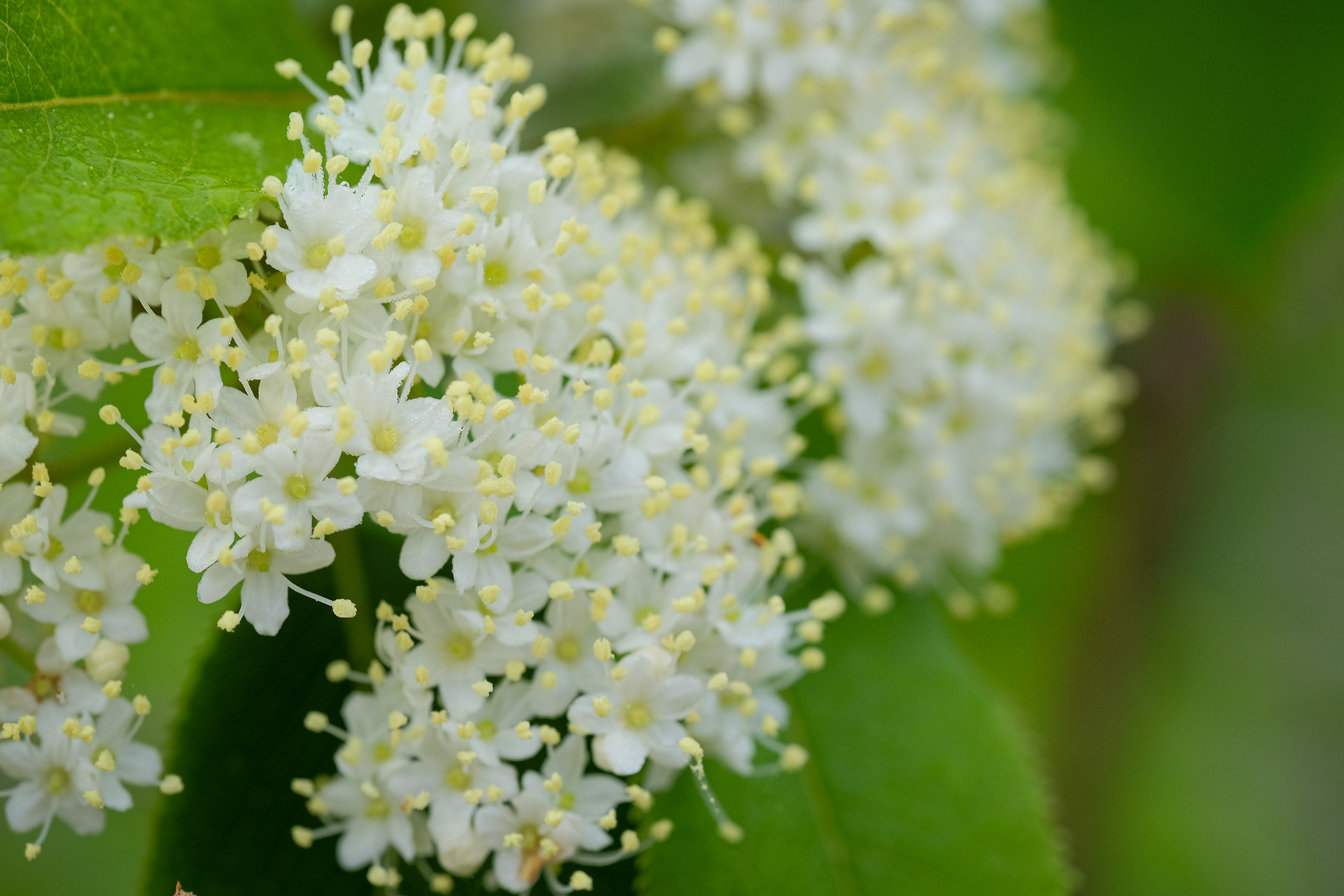 Nannyberry, (Viburnum lentago)