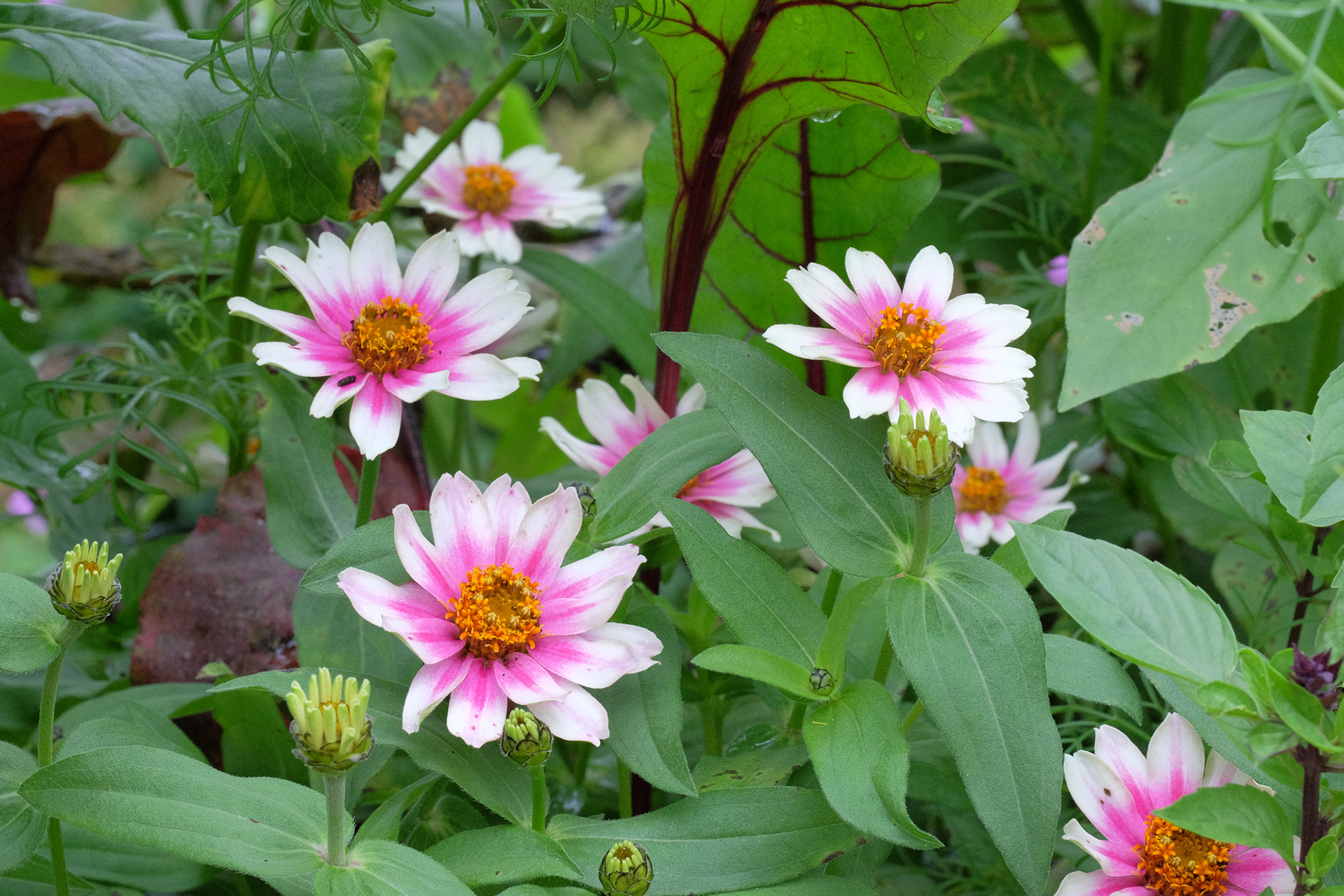 zinnia, 'Profusion Cherry Bicolor'