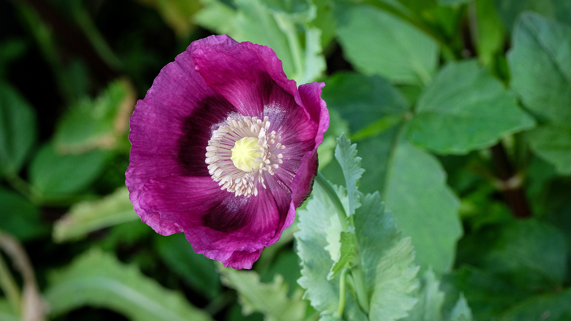 papaver somniferum 'Lauren's Grape'