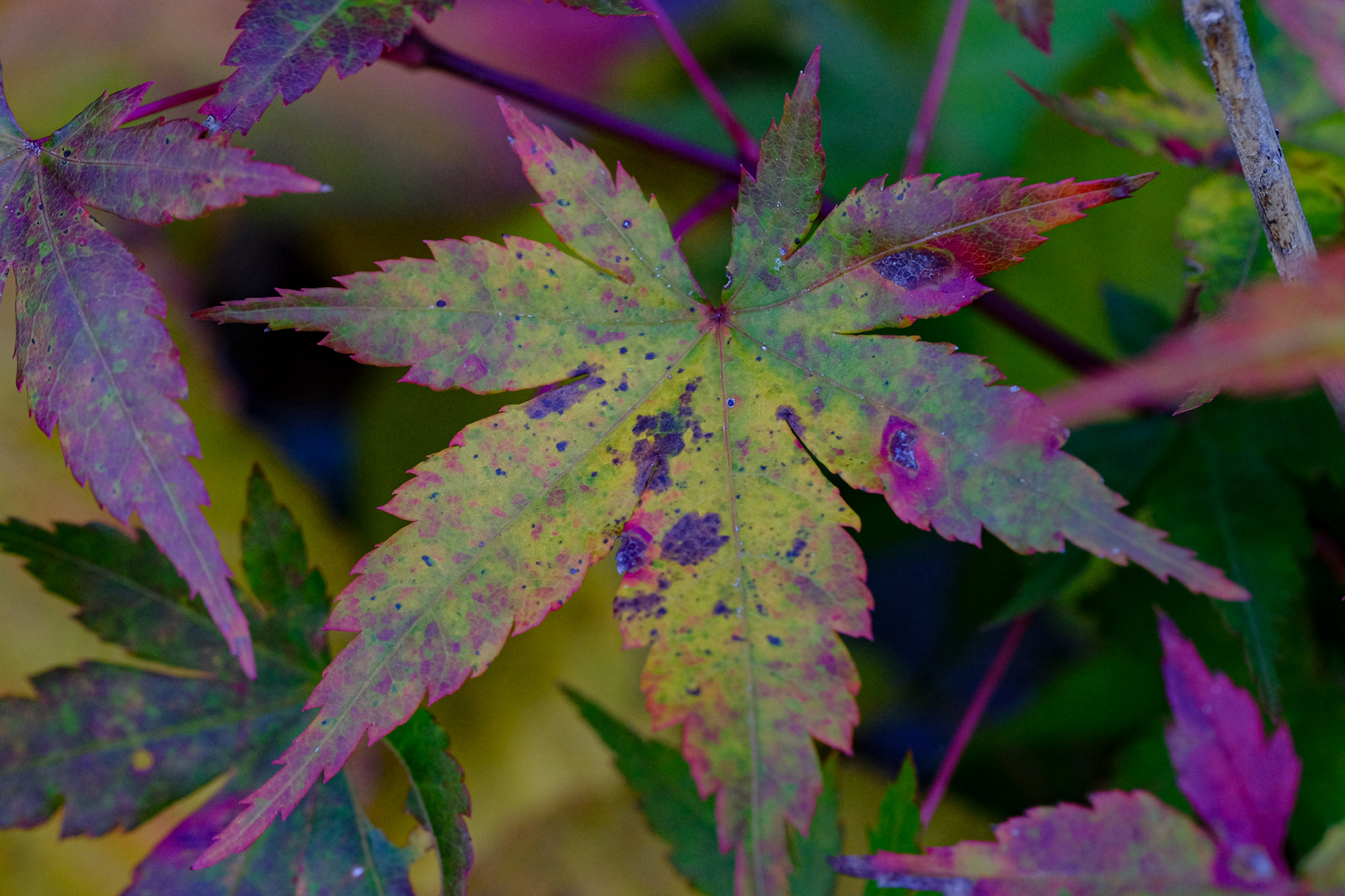 Japanese maple seedling