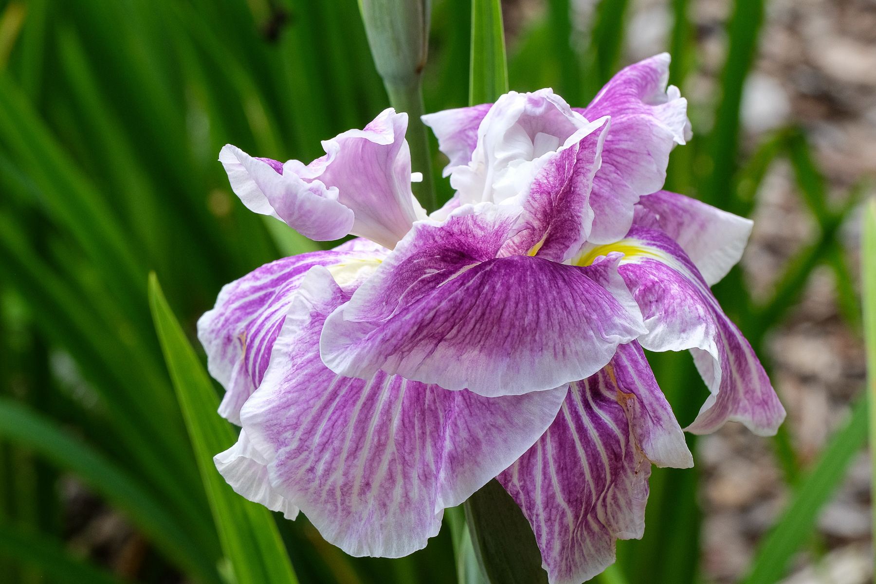 Iris ensata ‘Blushing Snowmaiden’ (Chad Harris)