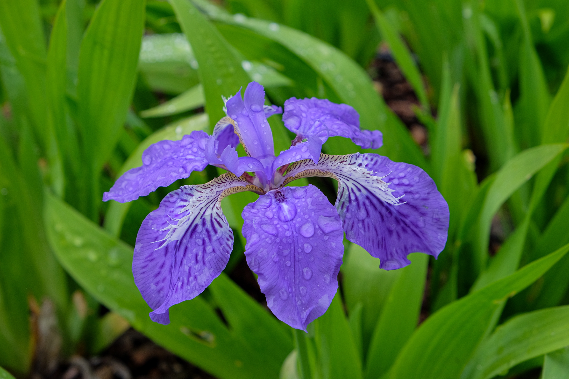 iris tectorum