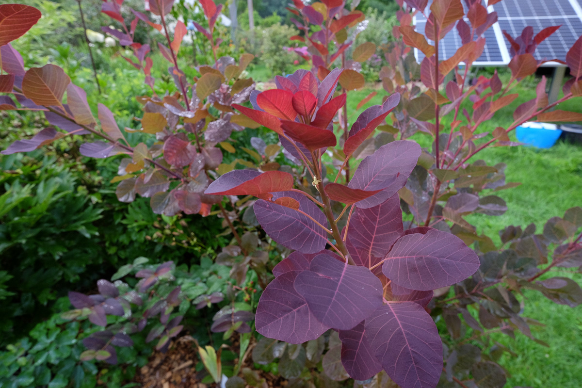 cotinus purple smoke