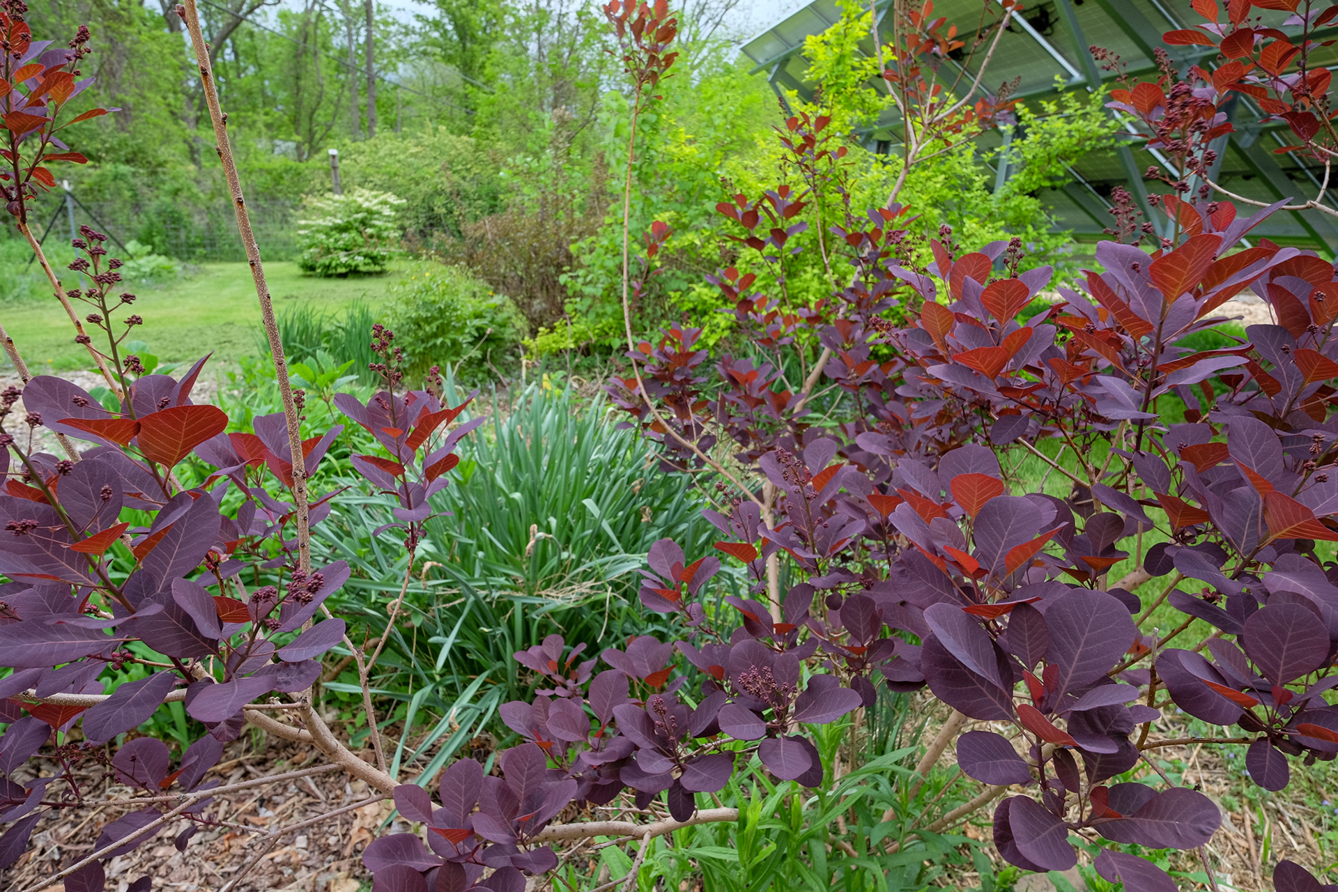 Cotinus coggygria 'Royal Purple'