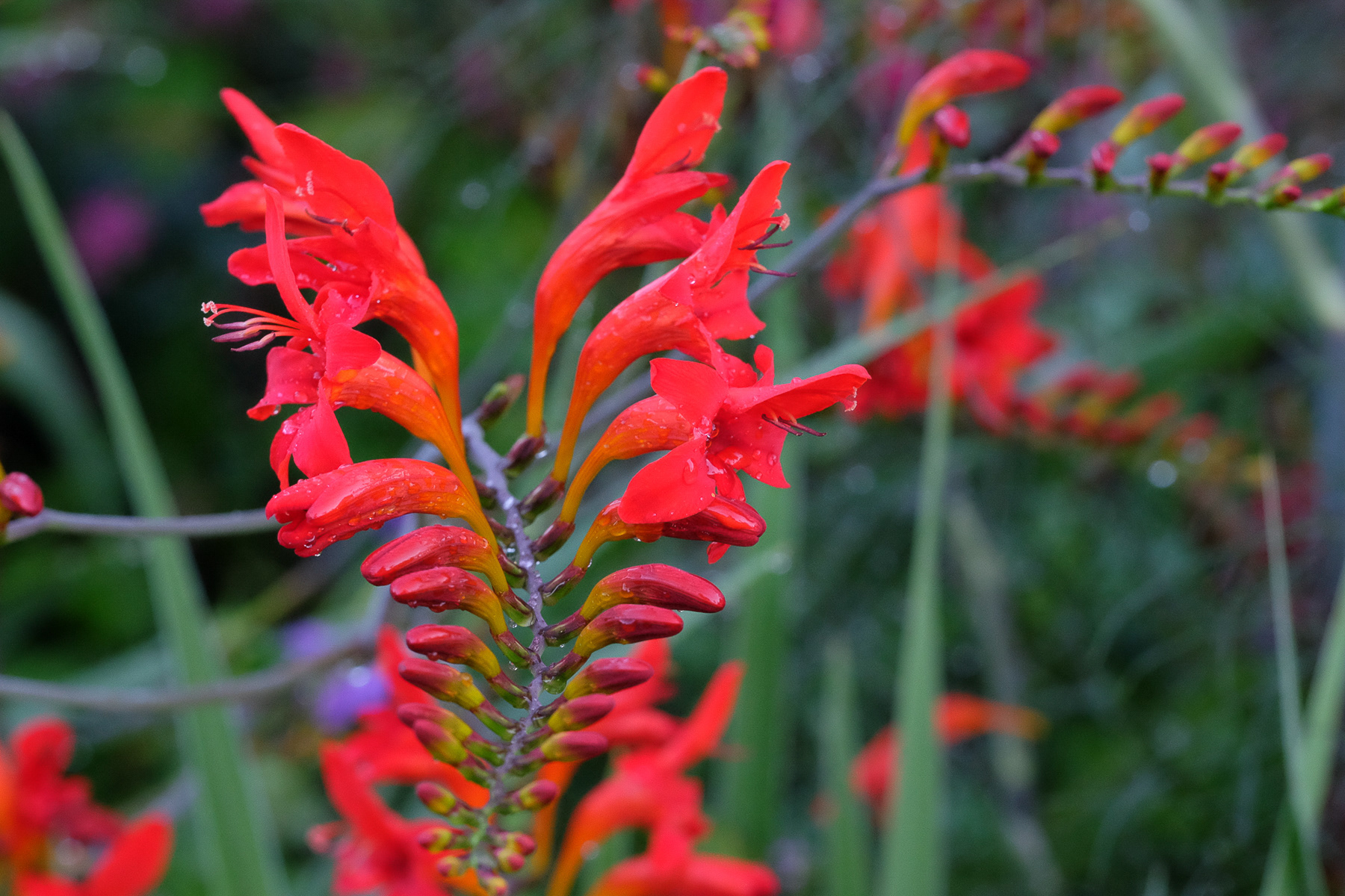 crocosmia 'Lucifer'