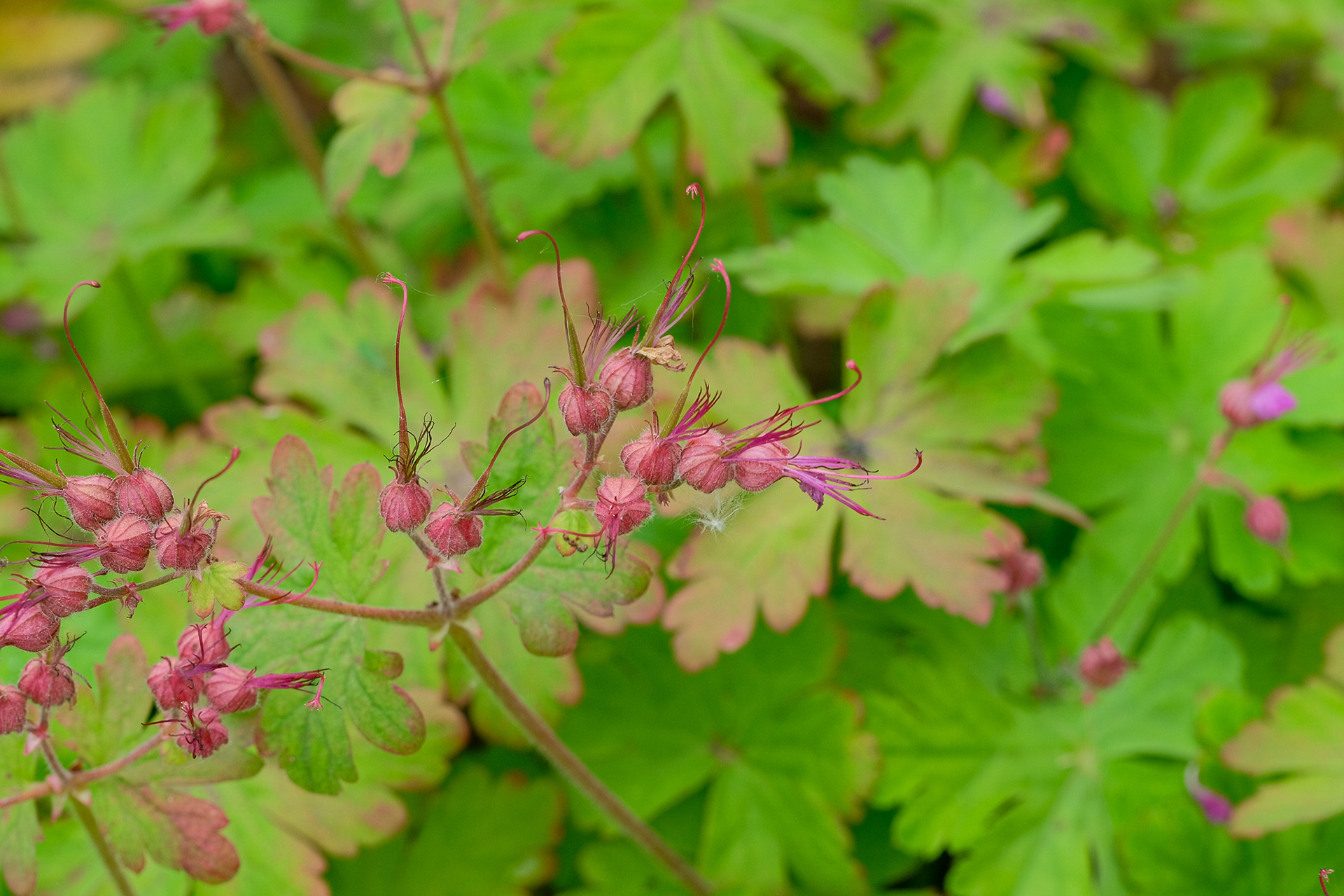 geranium