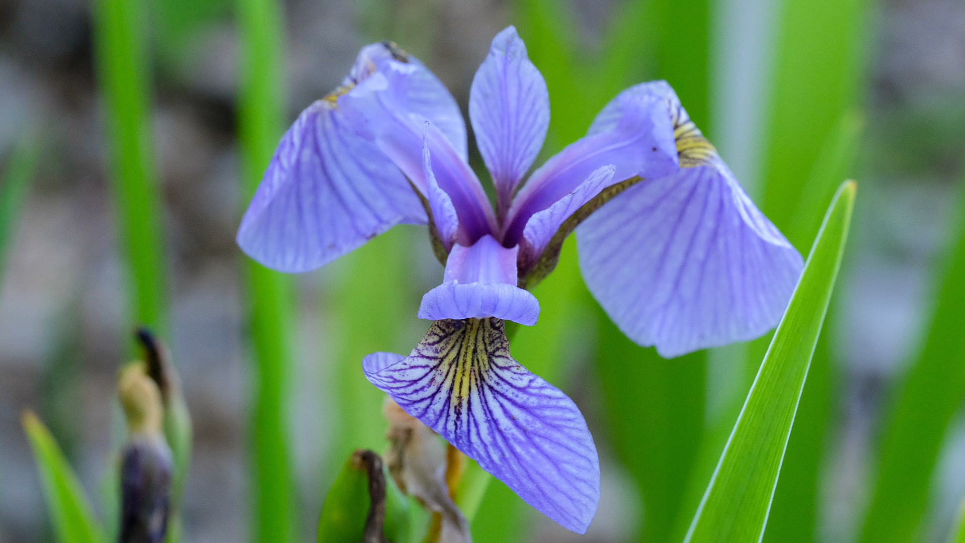 iris versicolor (25Vers-01)