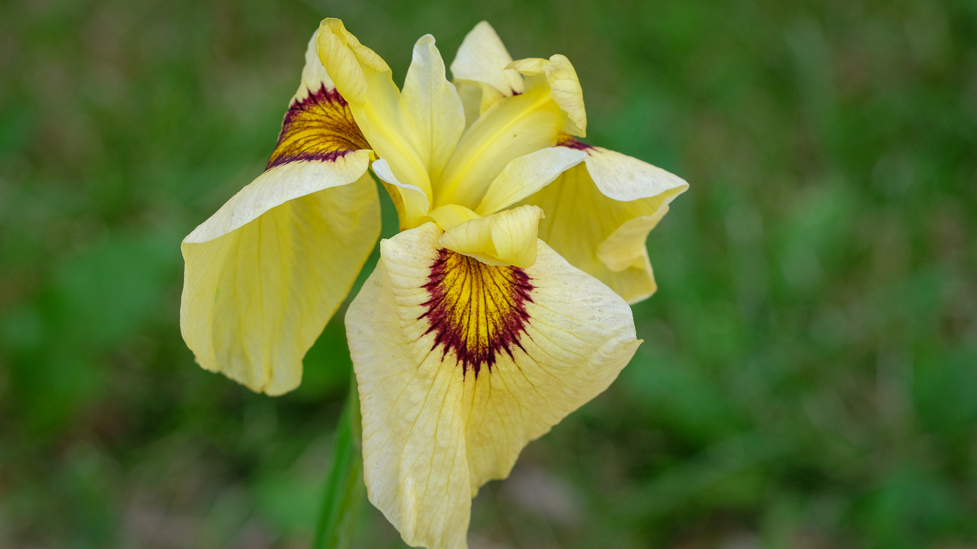 iris pseudata