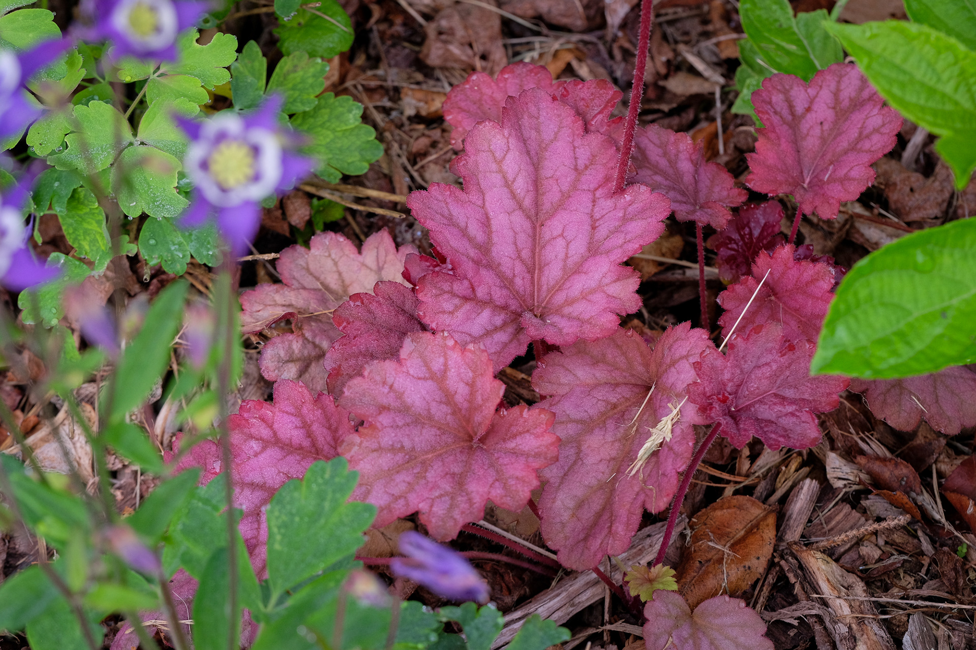 seedling hybrid heuchera