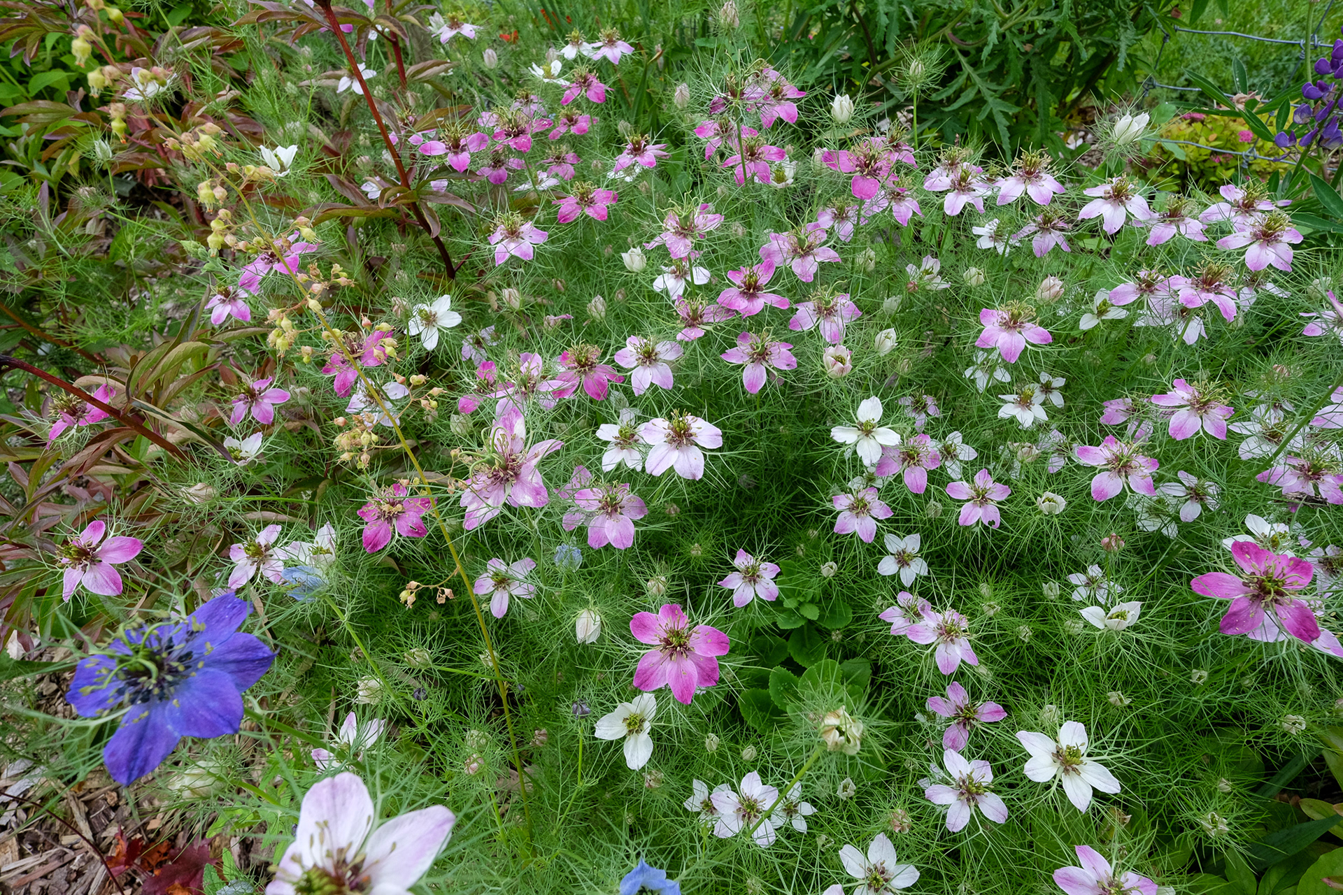 nigella
