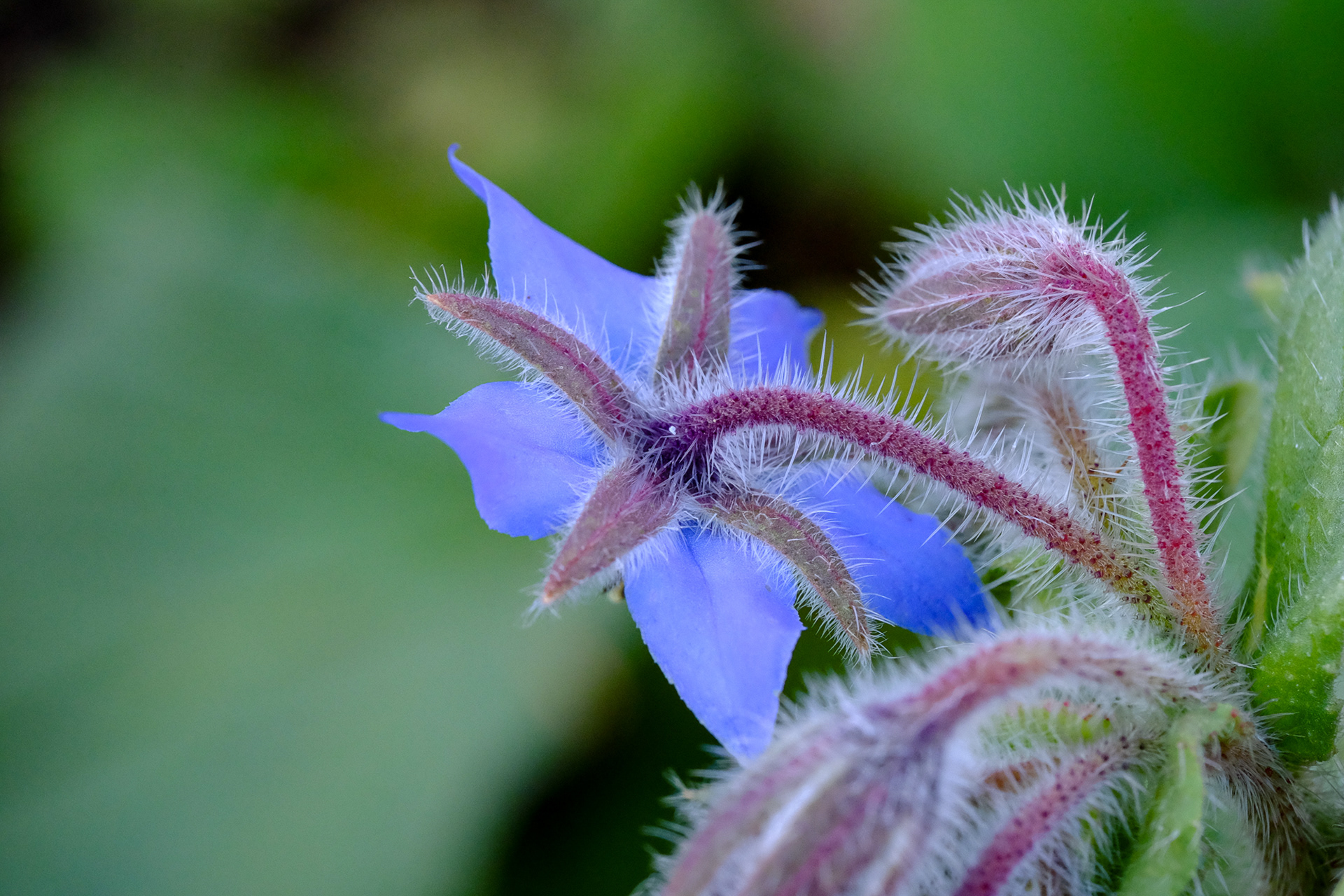 borage