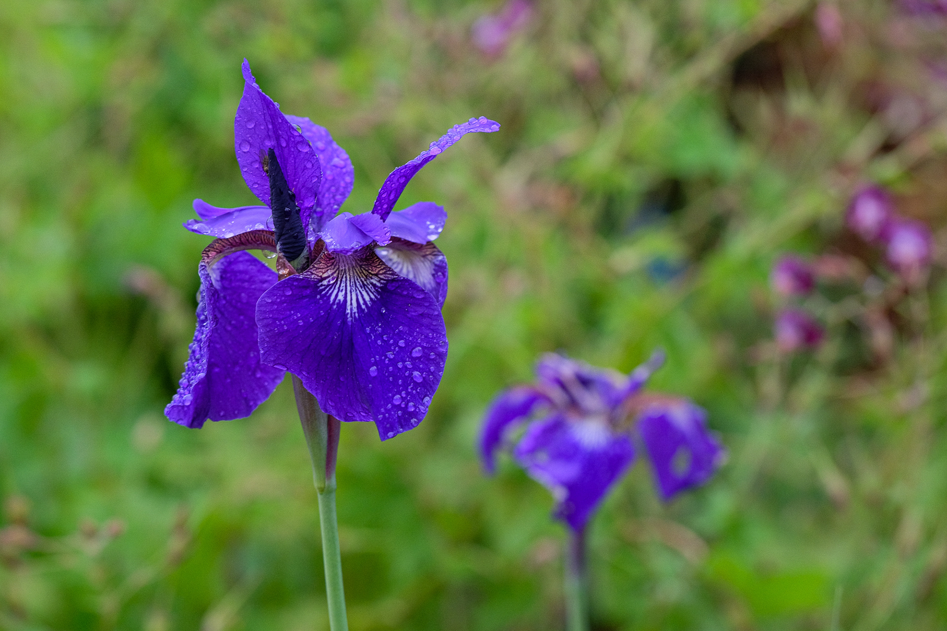 Siberian iris 'Caesar's Brother'