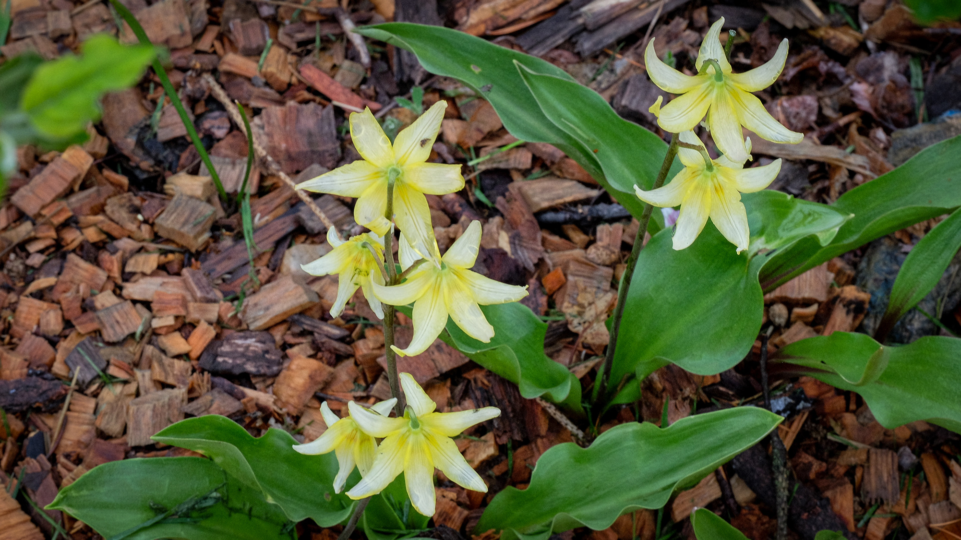 Erythronium californicum Pagoda