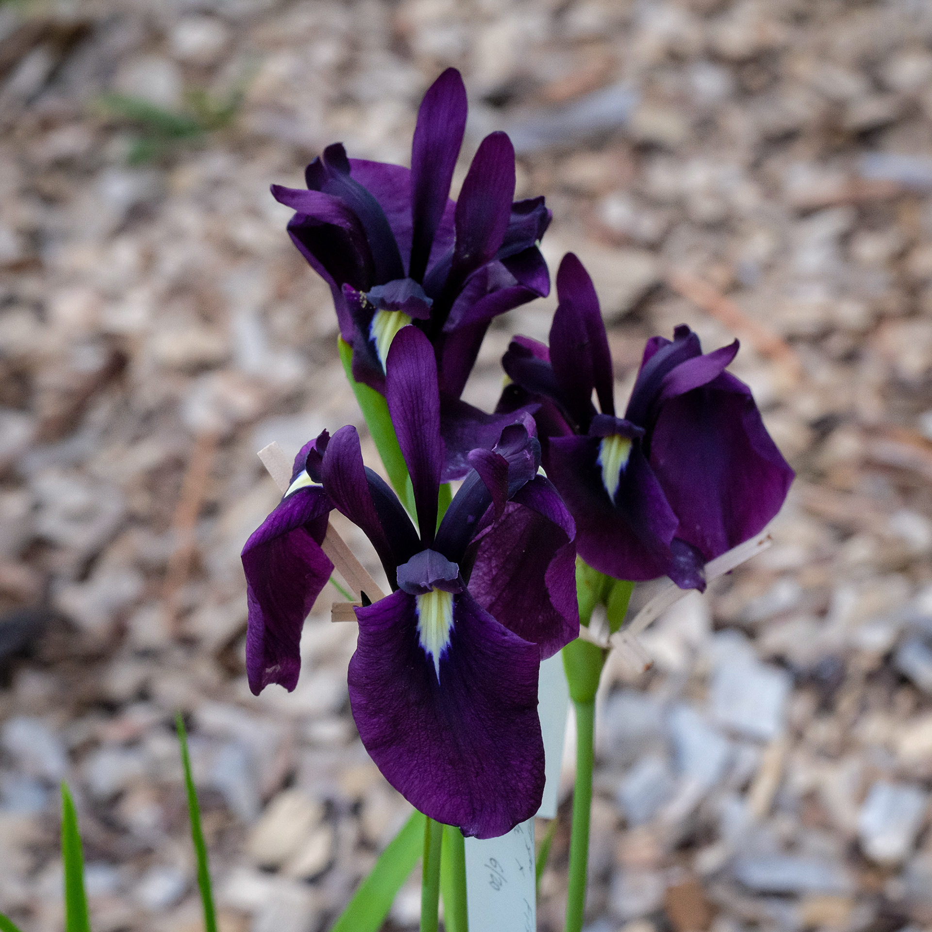 iris ensata from SIGNA seed