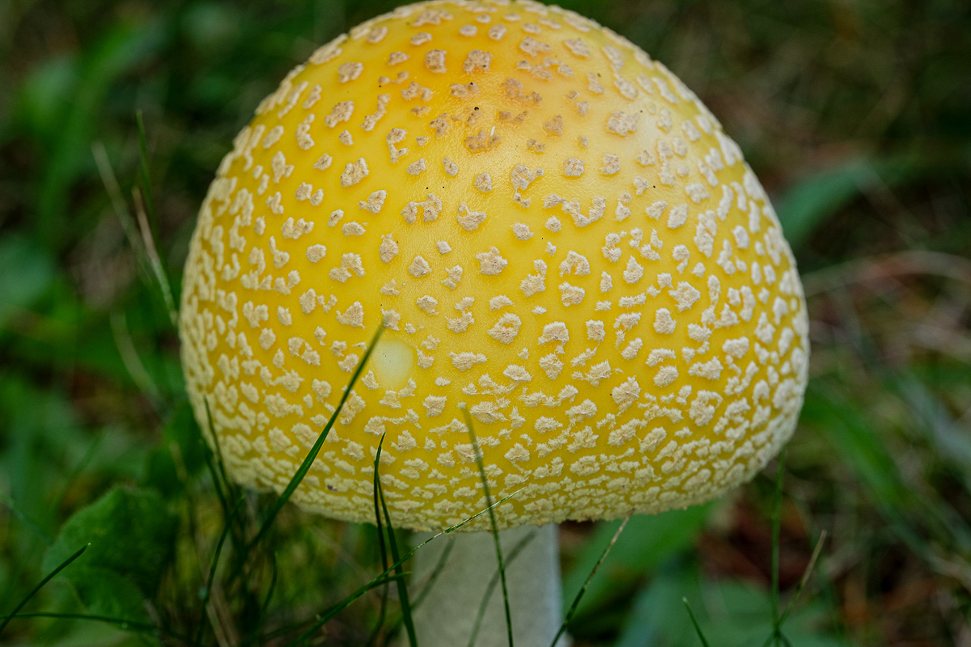 amanita mushroom