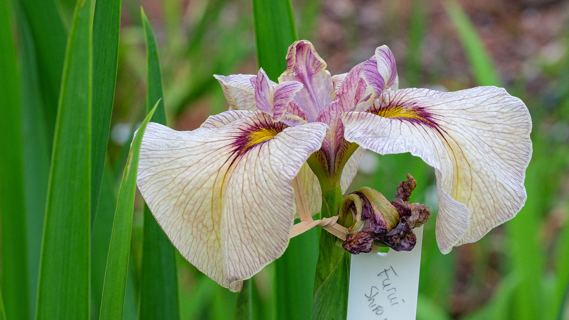 'Furui Shiro'